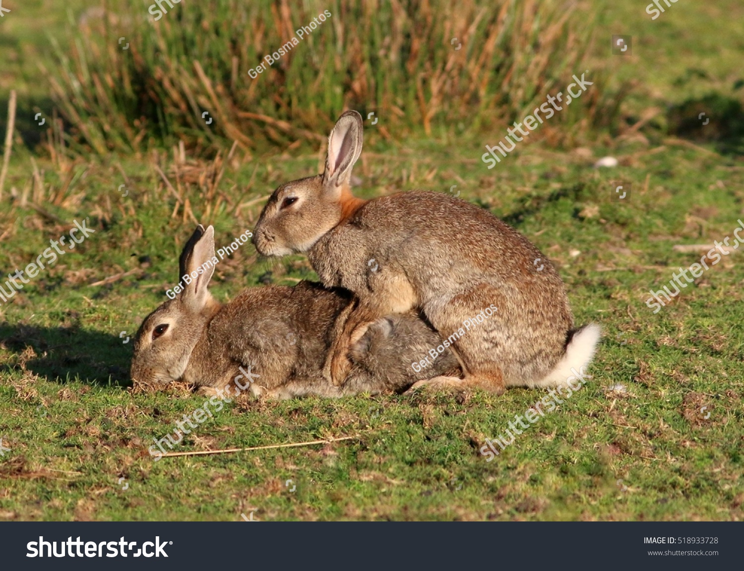 Mating European Wild Rabbits In Summer Stock Photo 518933728 : Shutterstock