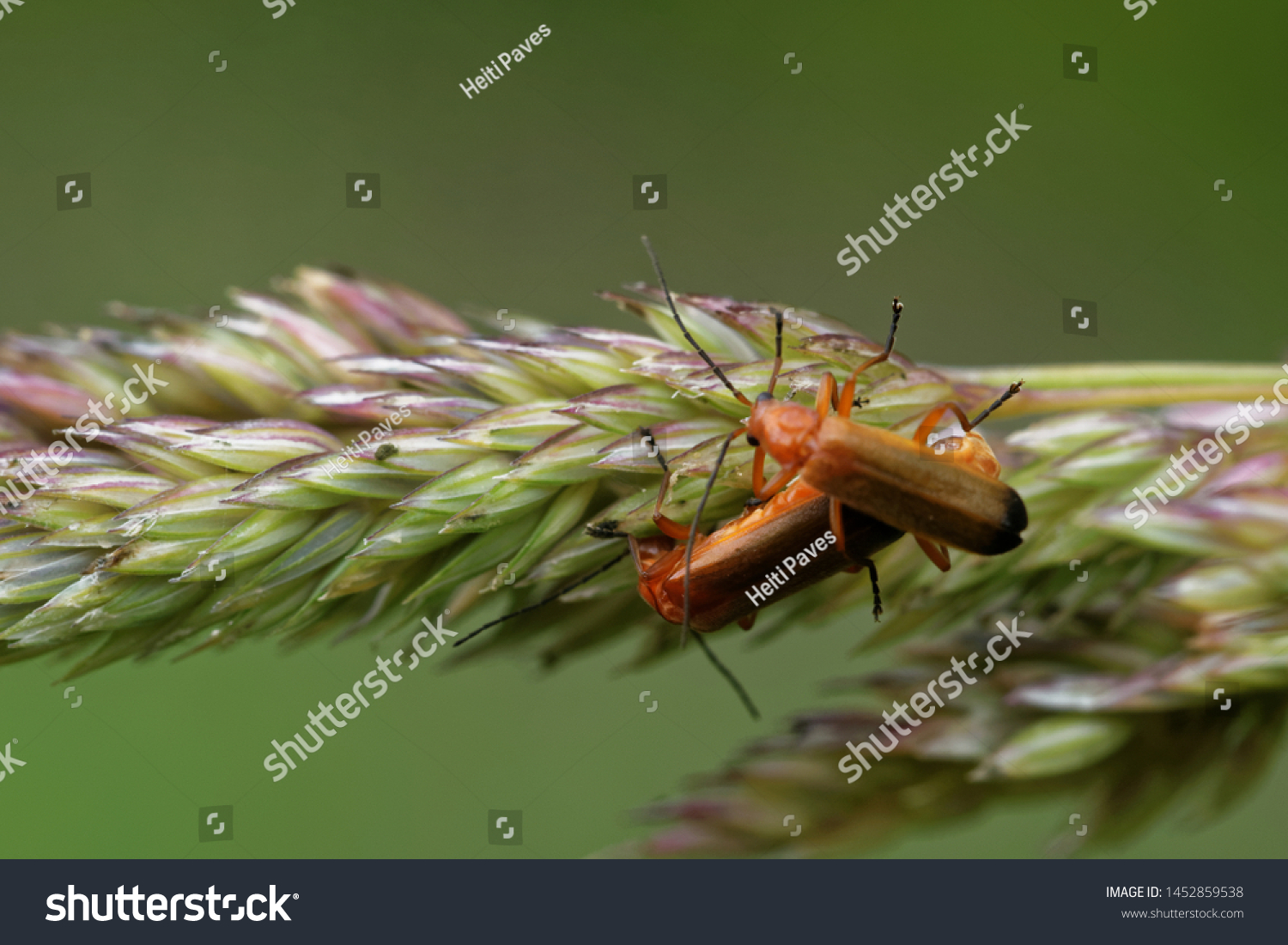 Mating Common Red Soldier Beetles Species Stock Photo (Edit Now) 1452859538