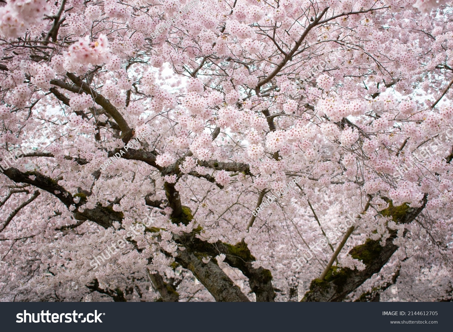 Mature Cherry Blossom Full Bloom Stock Photo (Edit Now) 2144612705 ...