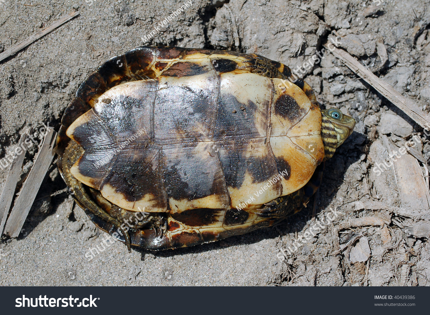 Mauremys Leprosa Saharica Stock Photo 40439386 : Shutterstock