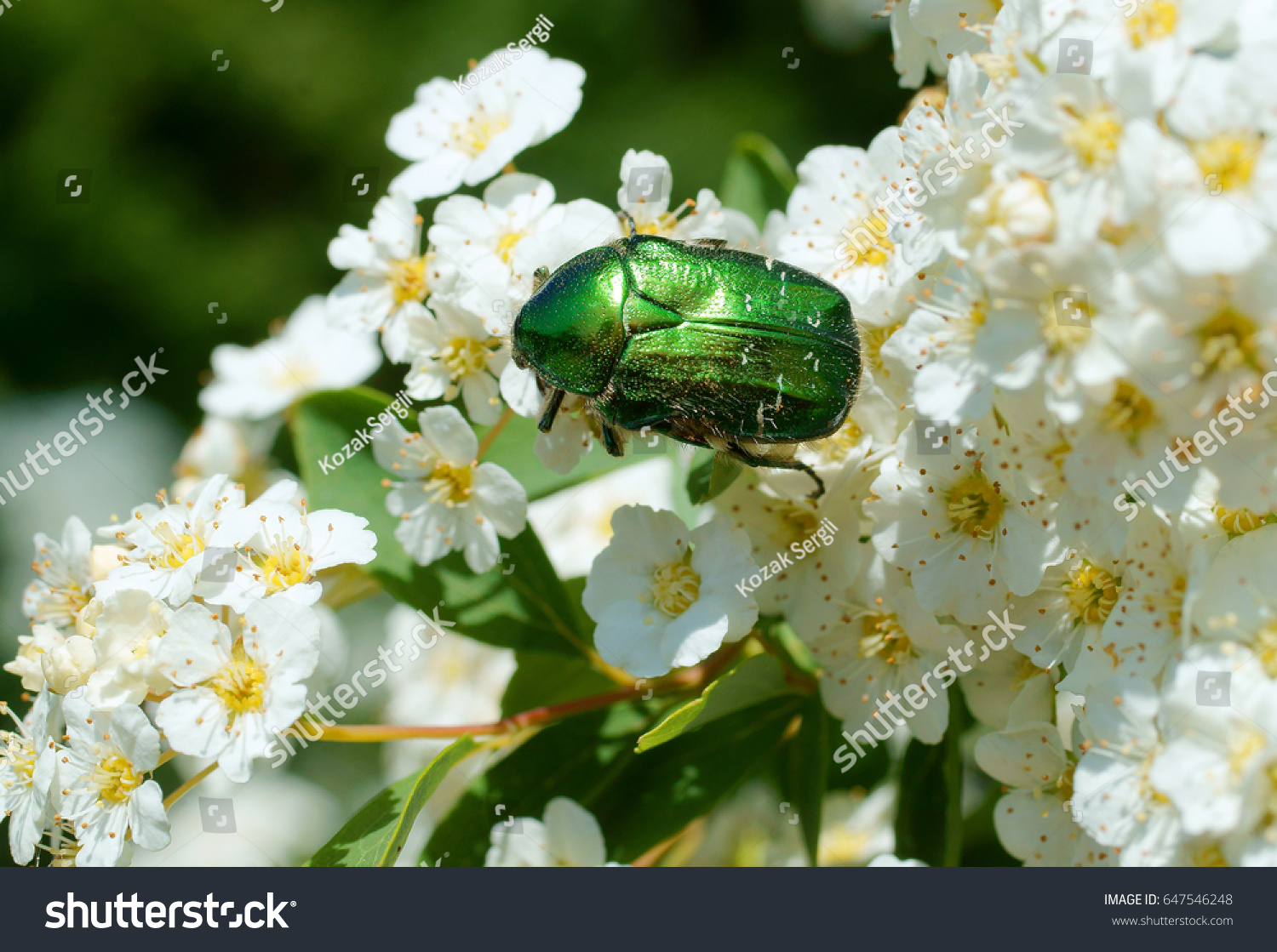 2 552 Green June Beetle Images Stock Photos Vectors Shutterstock   Stock Photo May Green Beetle Bronze Green Cetonia 647546248 