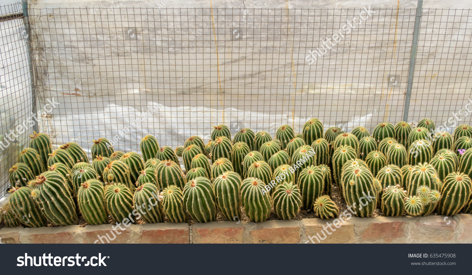 May 022017 Round Shaped Cactus Selective Stock Photo Edit Now