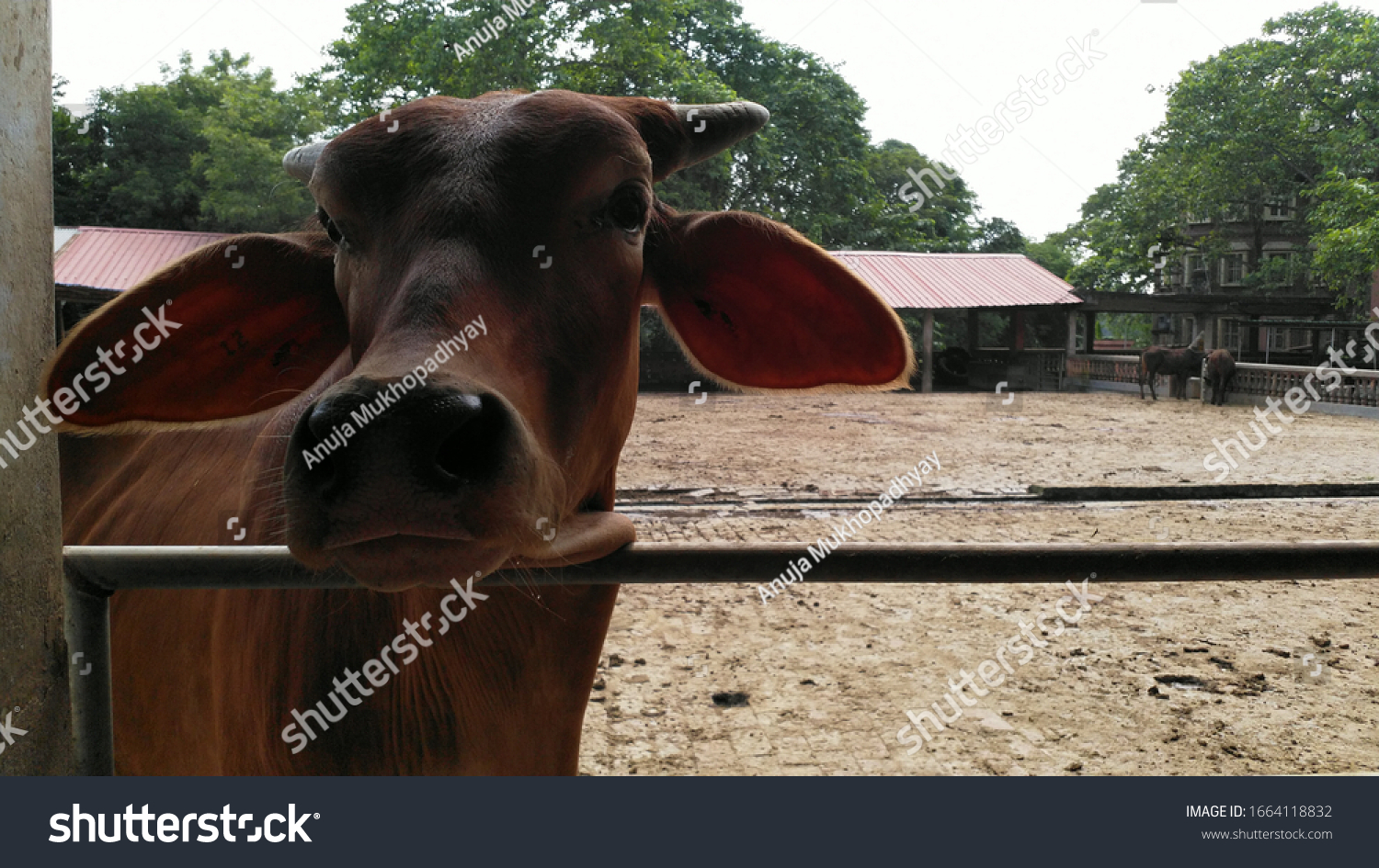 28 Gou shala Images, Stock Photos & Vectors | Shutterstock