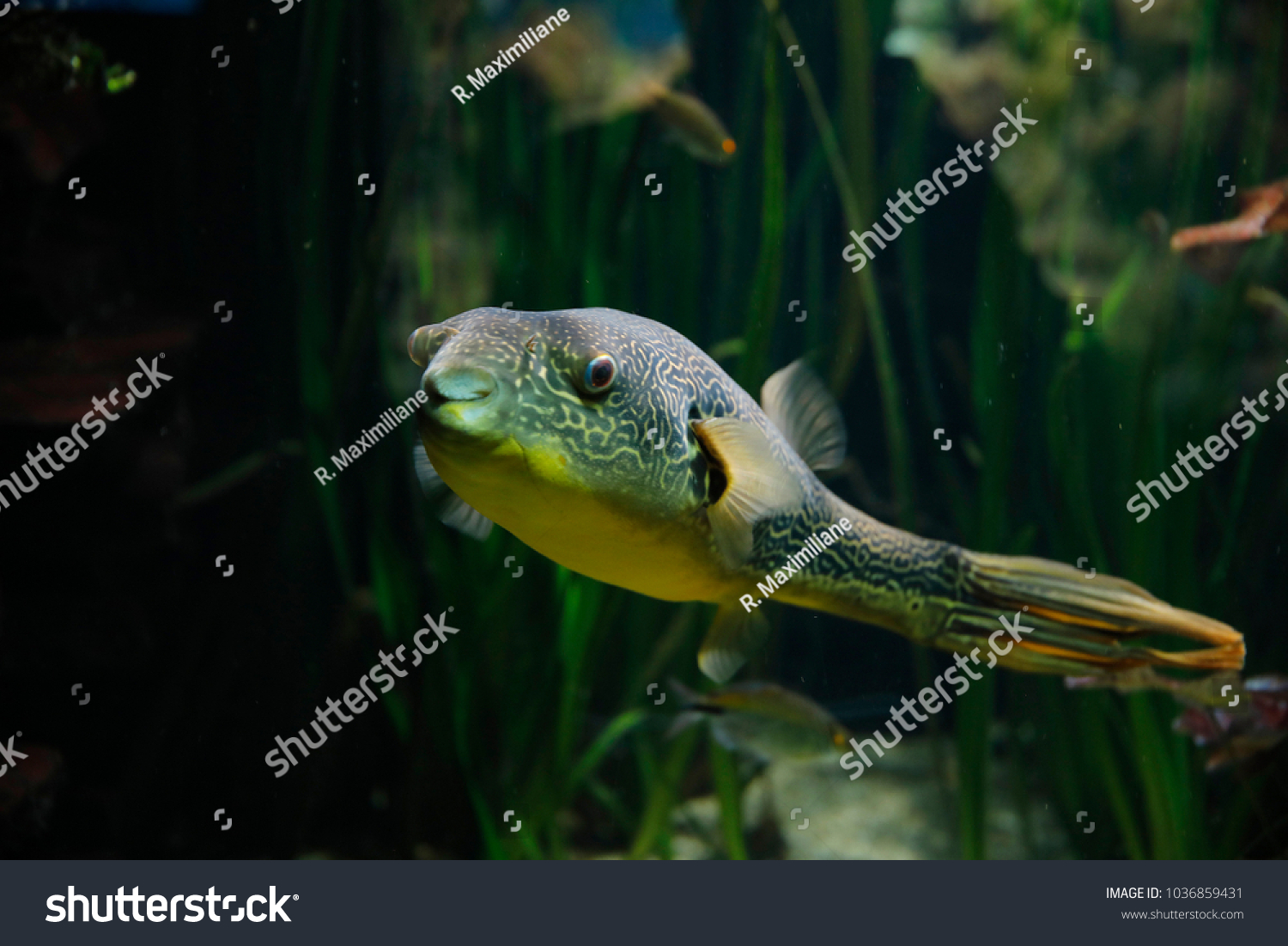 freshwater giant puffer