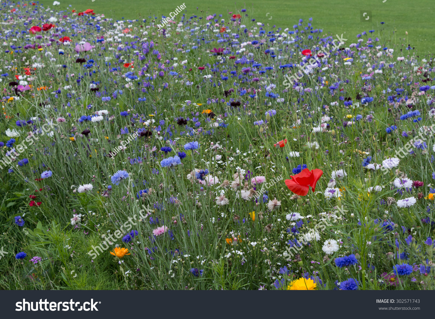 Meadow Flowers Uk Stock Photo 302571743 - Shutterstock