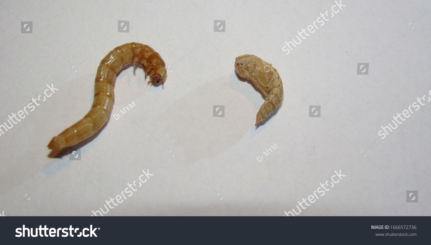 Mealworms Life Cycle Mealworm Larva Pupa Foto stock 1666572736