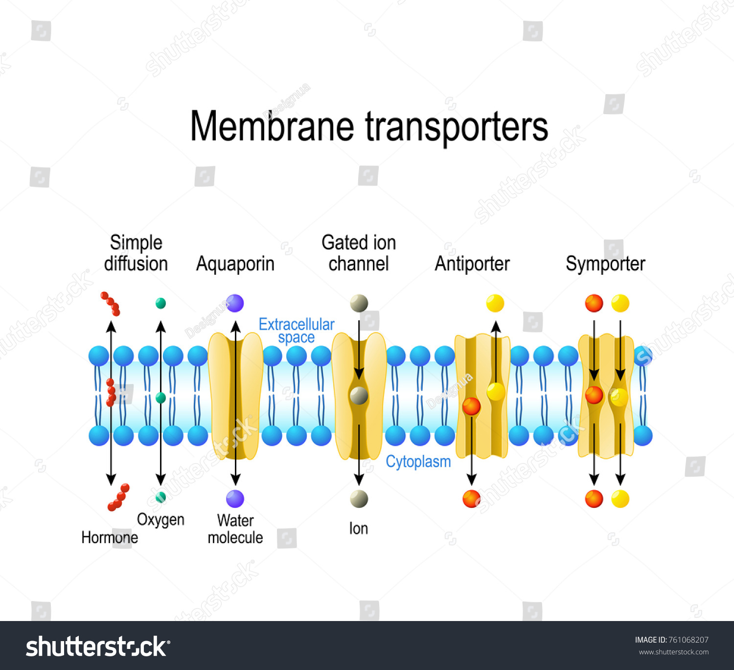 Ilustrasi Stok Mechanisms Transport Ions Molecules Across Cell 761068207