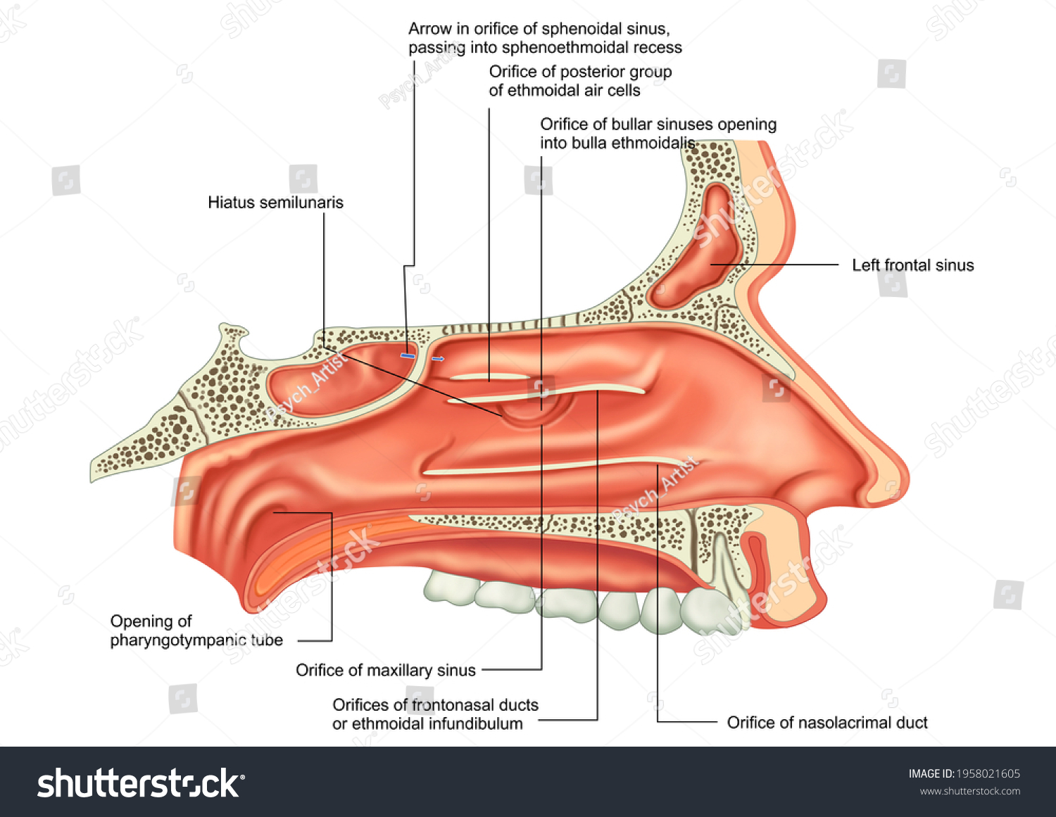 Medial Nasal Process Nasal Septum Medial Stock Illustration 1958021605 Shutterstock 