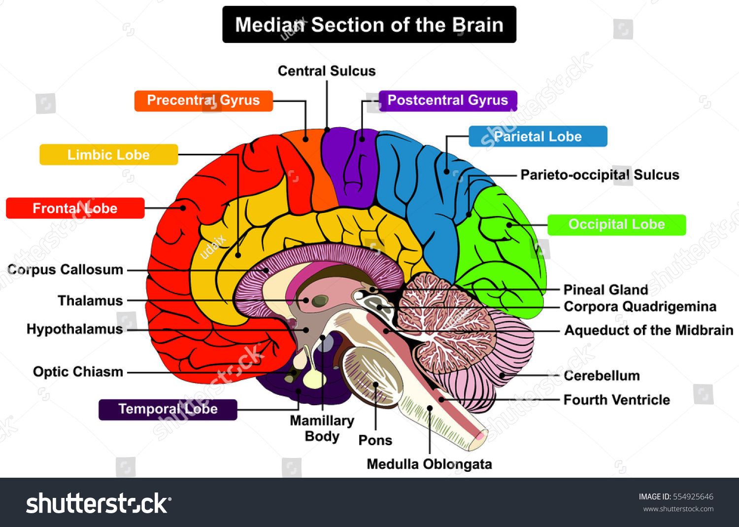 Median Section Human Brain Anatomical Structure Stock