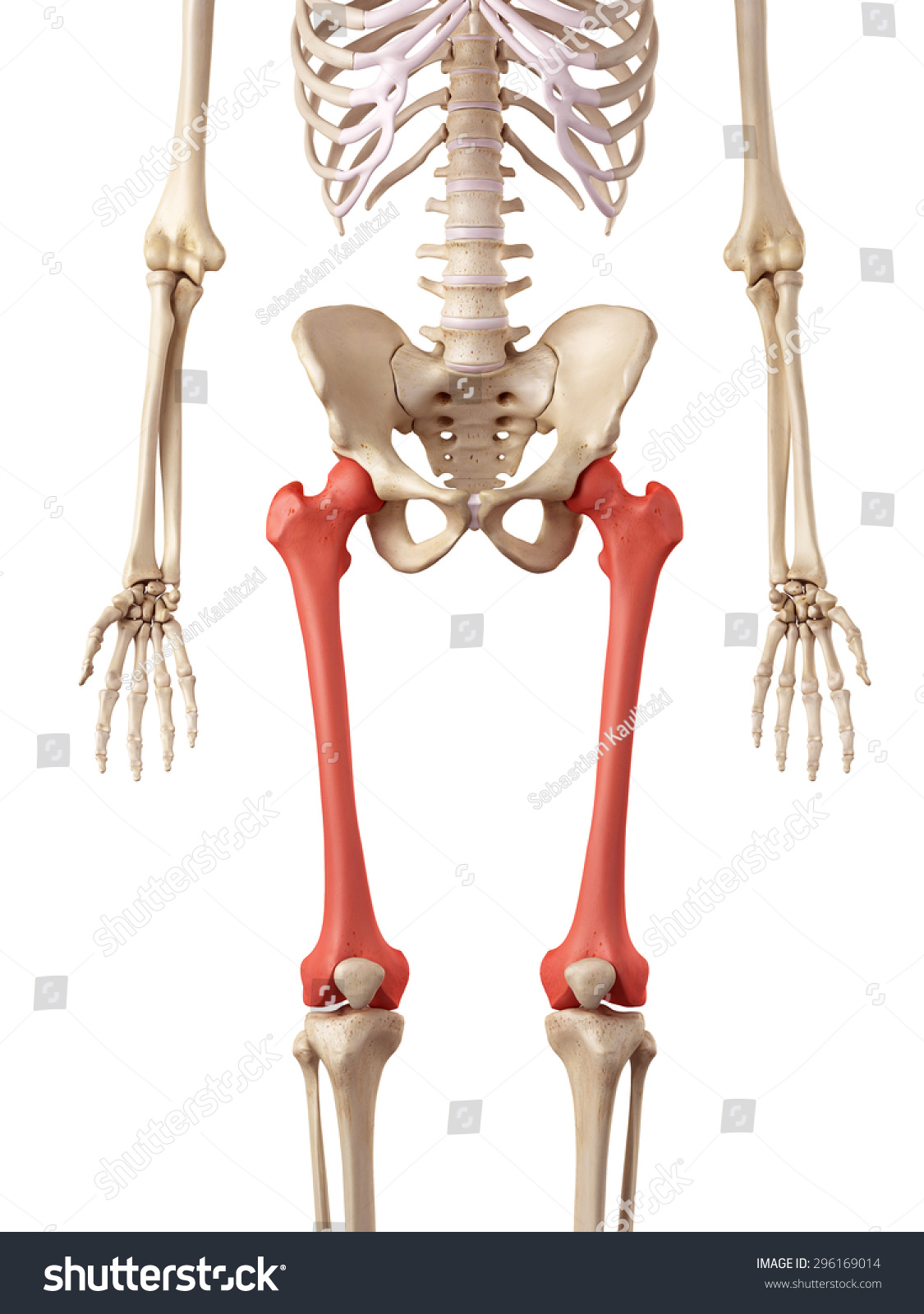 Medical Accurate Illustration Of The Femur Bone - 296169014 : Shutterstock