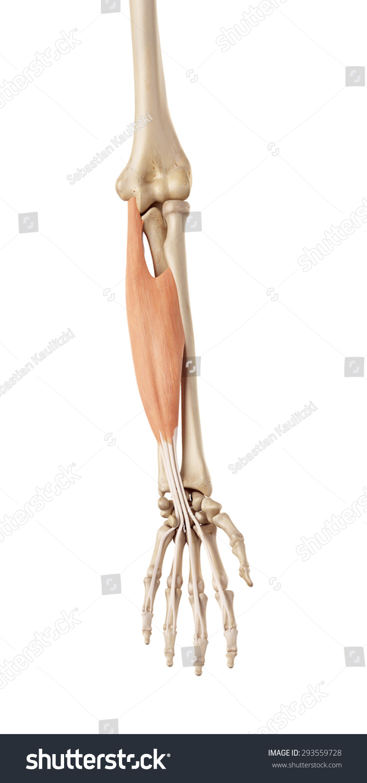 Medical Accurate Illustration Of The Flexor Digitorum Superficialis ...