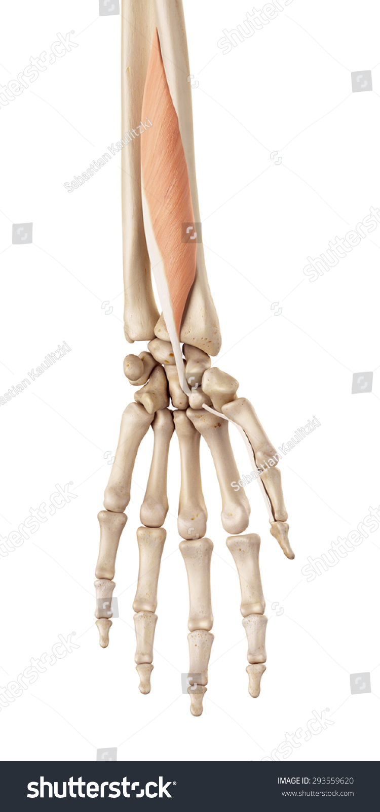 257 Flexor pollicis longus Images, Stock Photos & Vectors | Shutterstock