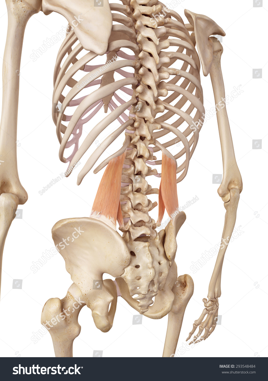 Medical Accurate Illustration Quadratus Lumborum Stock Illustration