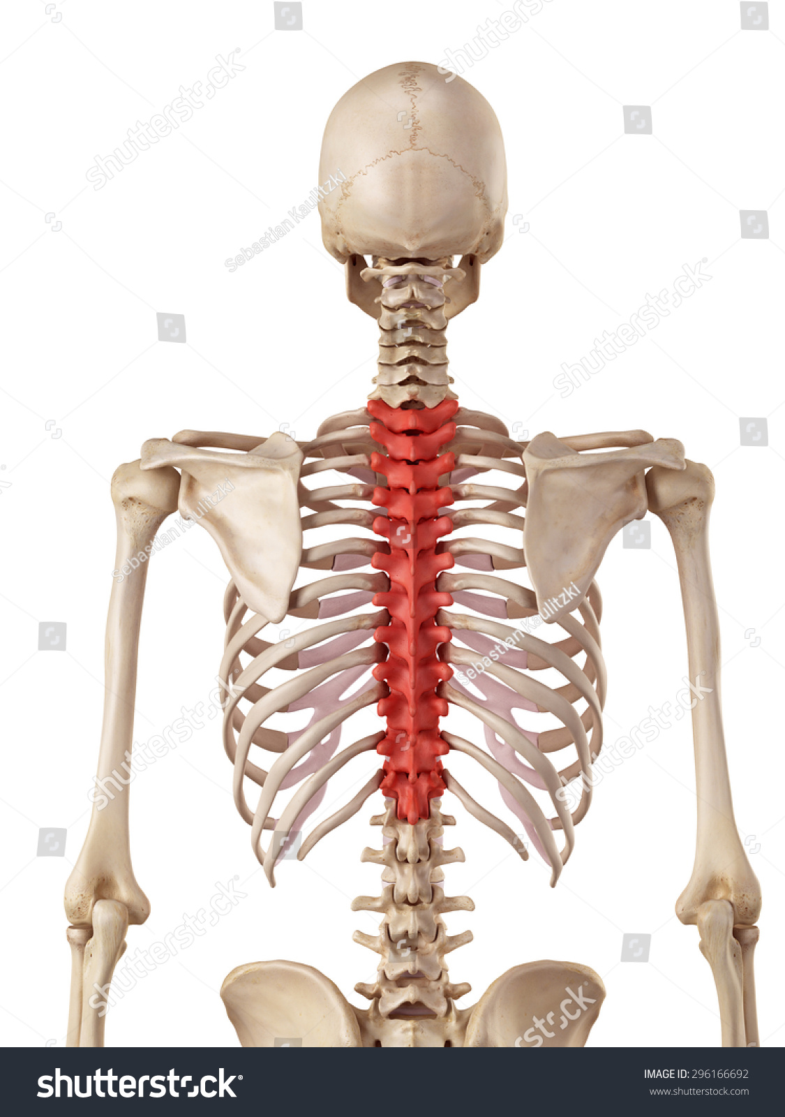 Medical Accurate Illustration Of The Thoracic Spine - 296166692 ...