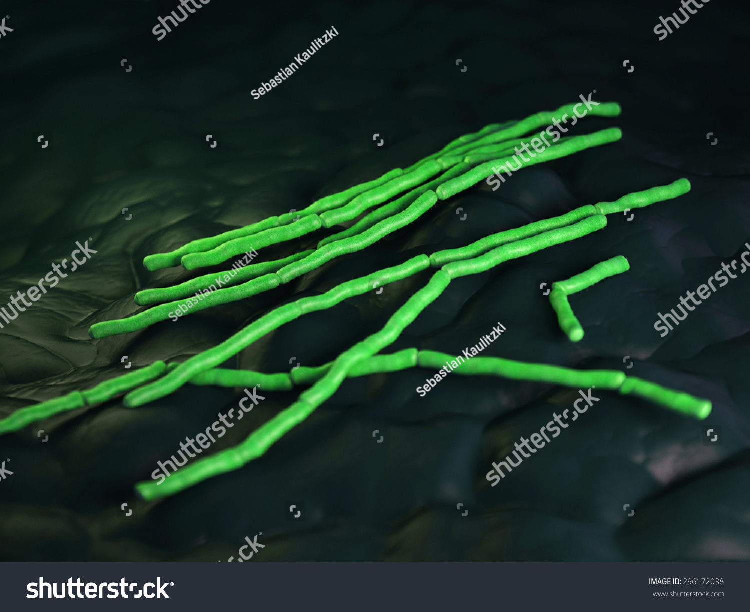 Medical Bacteria Illustration Bacillus Cereus Stock Illustration ...