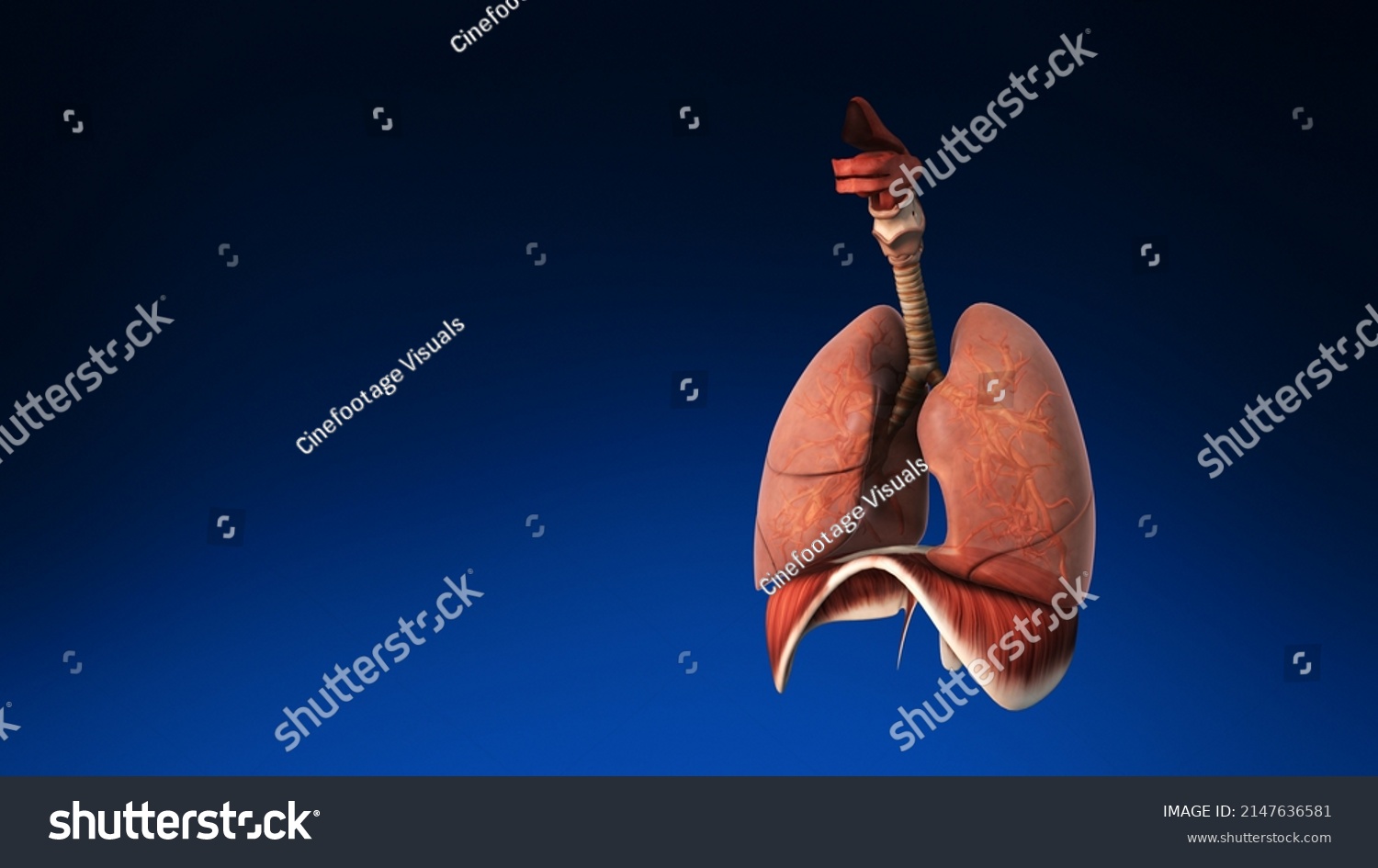 Medical 3d Human Lung Parts Visible Stock Illustration 2147636581 ...