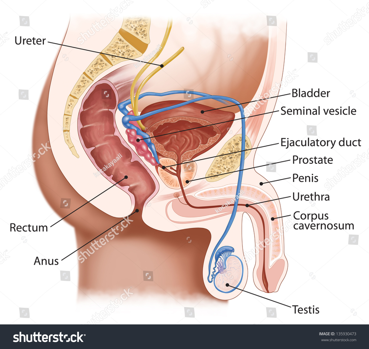 Medical Illustration Crosssection Male Urinary System Stock Illustration 135930473 Shutterstock 9436