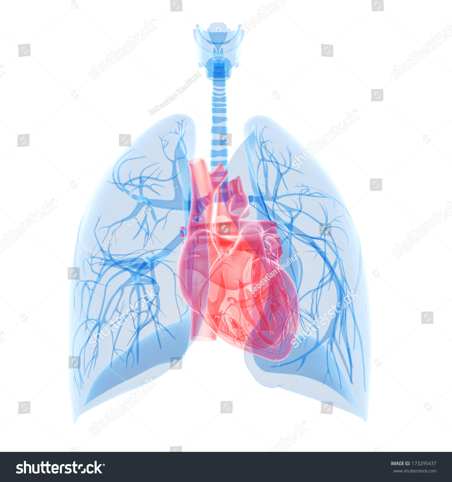 Medical Illustration Of The Heart And Lung - 173295437 : Shutterstock