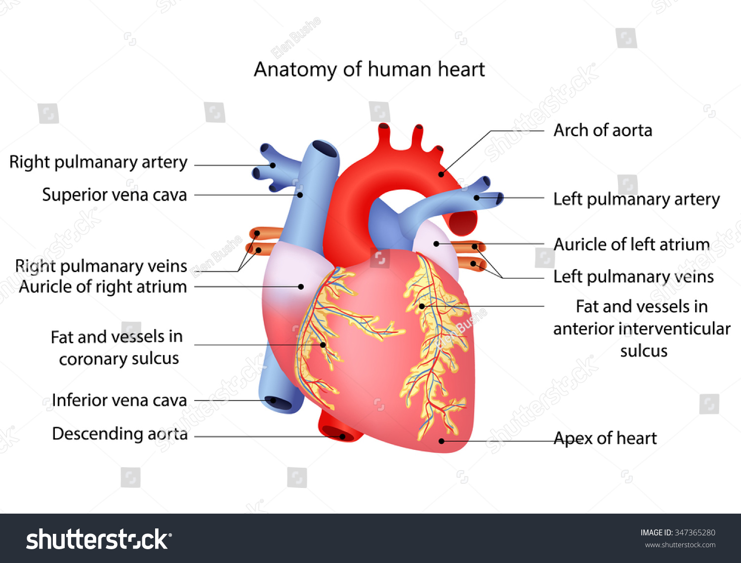 Medical Structure Of The Heart Anatomy, Illustration - 347365280 ...