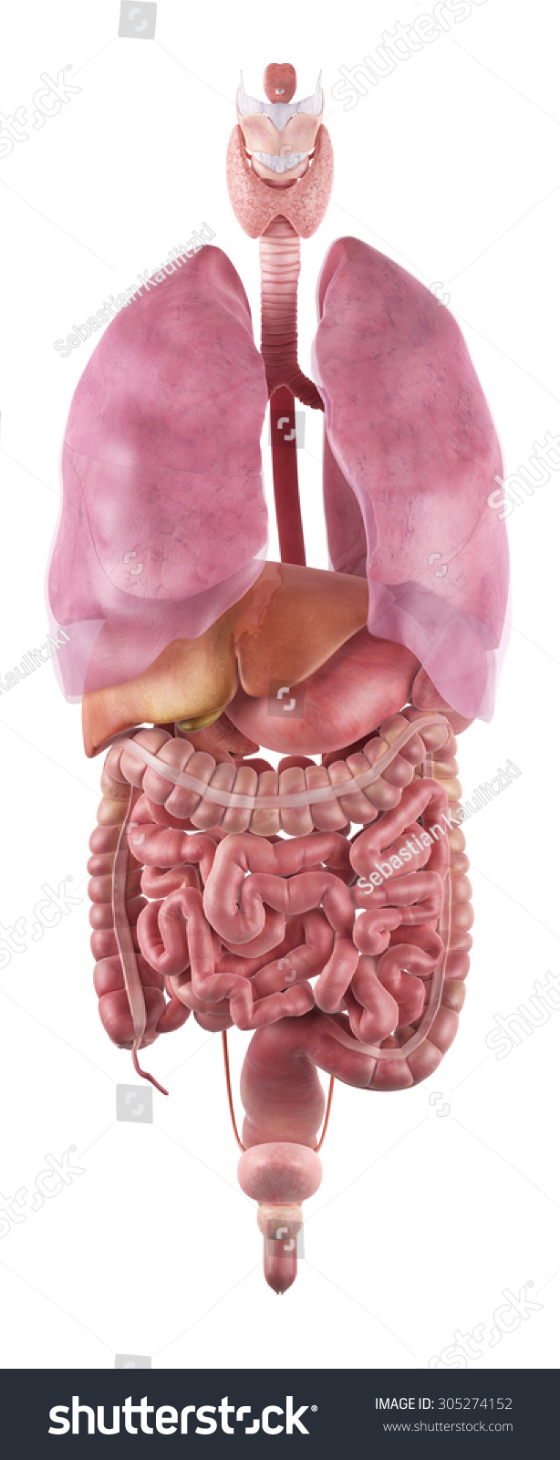 Medically Accurate Illustration Of The Human Organs - 305274152 