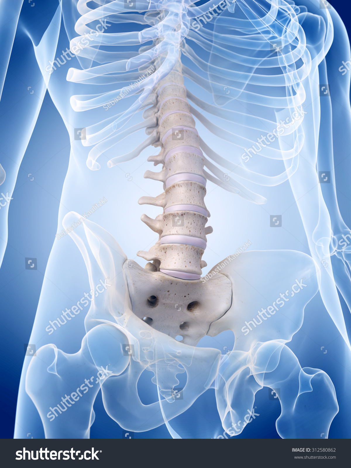 Medically Accurate Illustration Human Skeleton Lumbar Stock ...