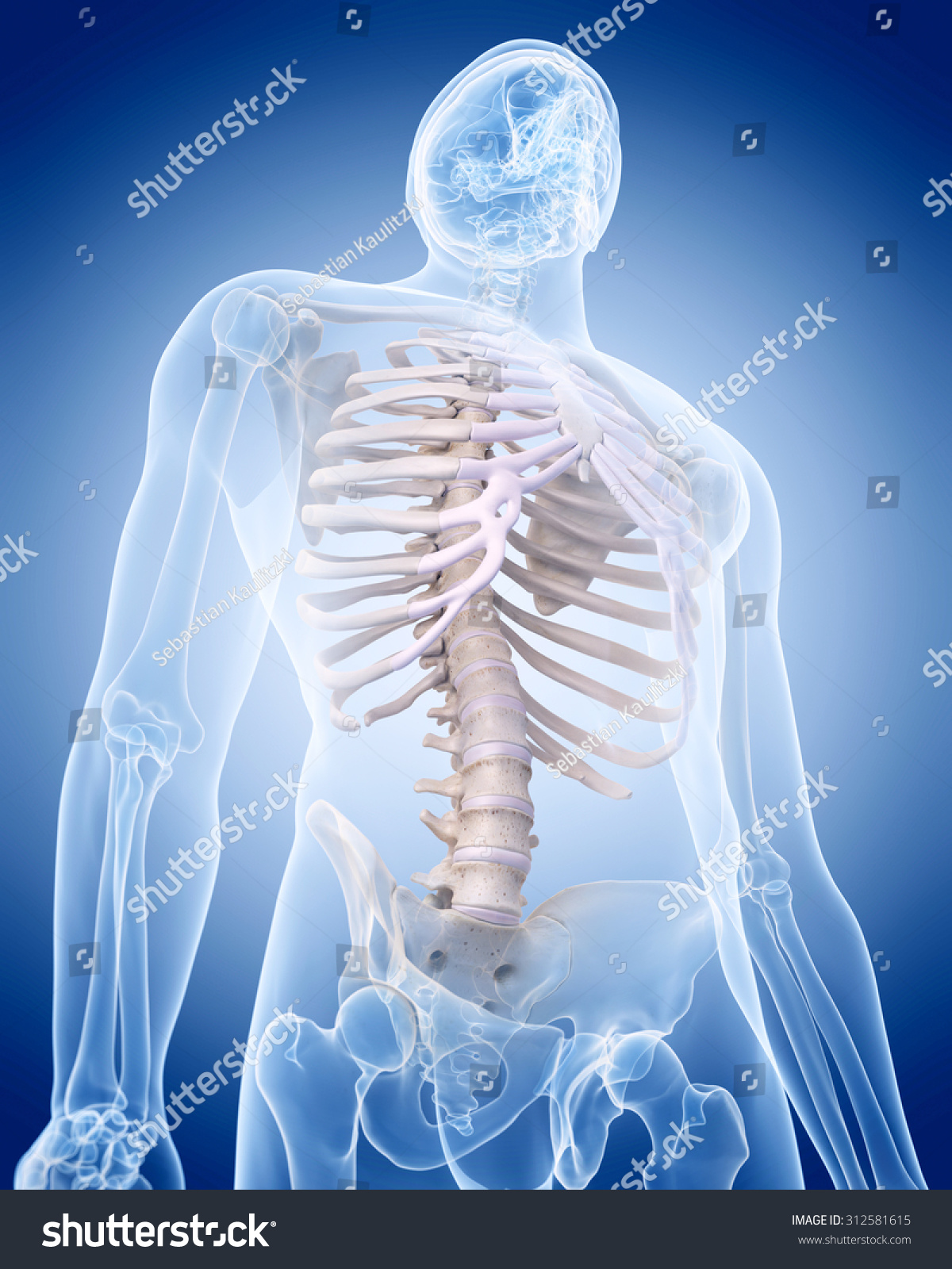 Medically Accurate Illustration Human Skeleton Thorax Stock Illustration Shutterstock