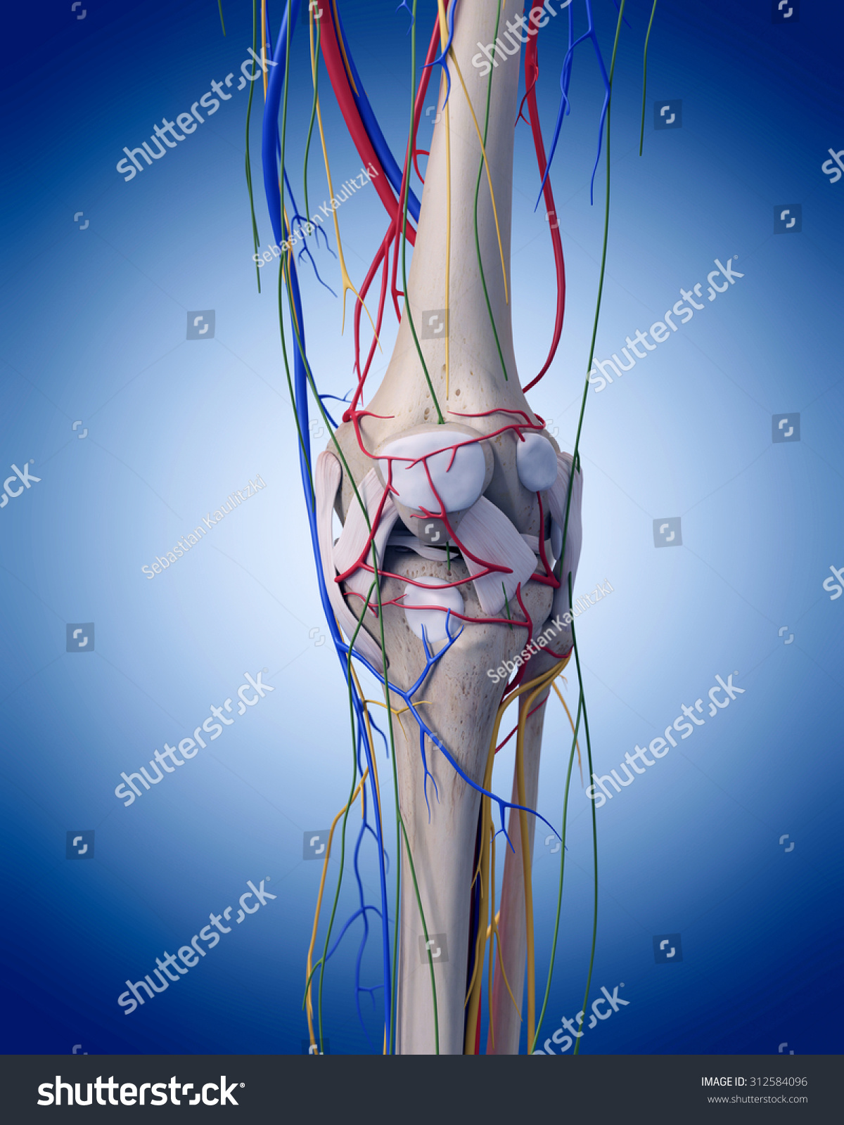 Medically Accurate Illustration Knee Anatomy Stock Illustration ...