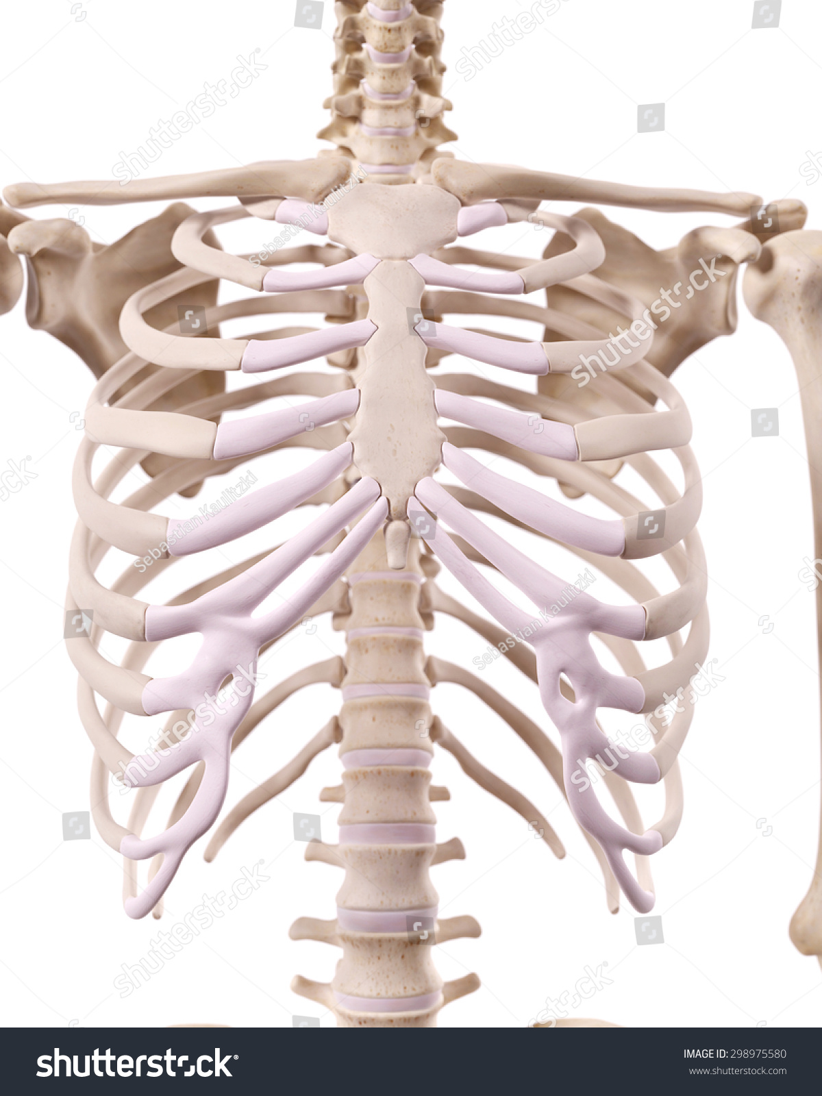 Medically Accurate Illustration Of The Skeletal Thorax Shutterstock