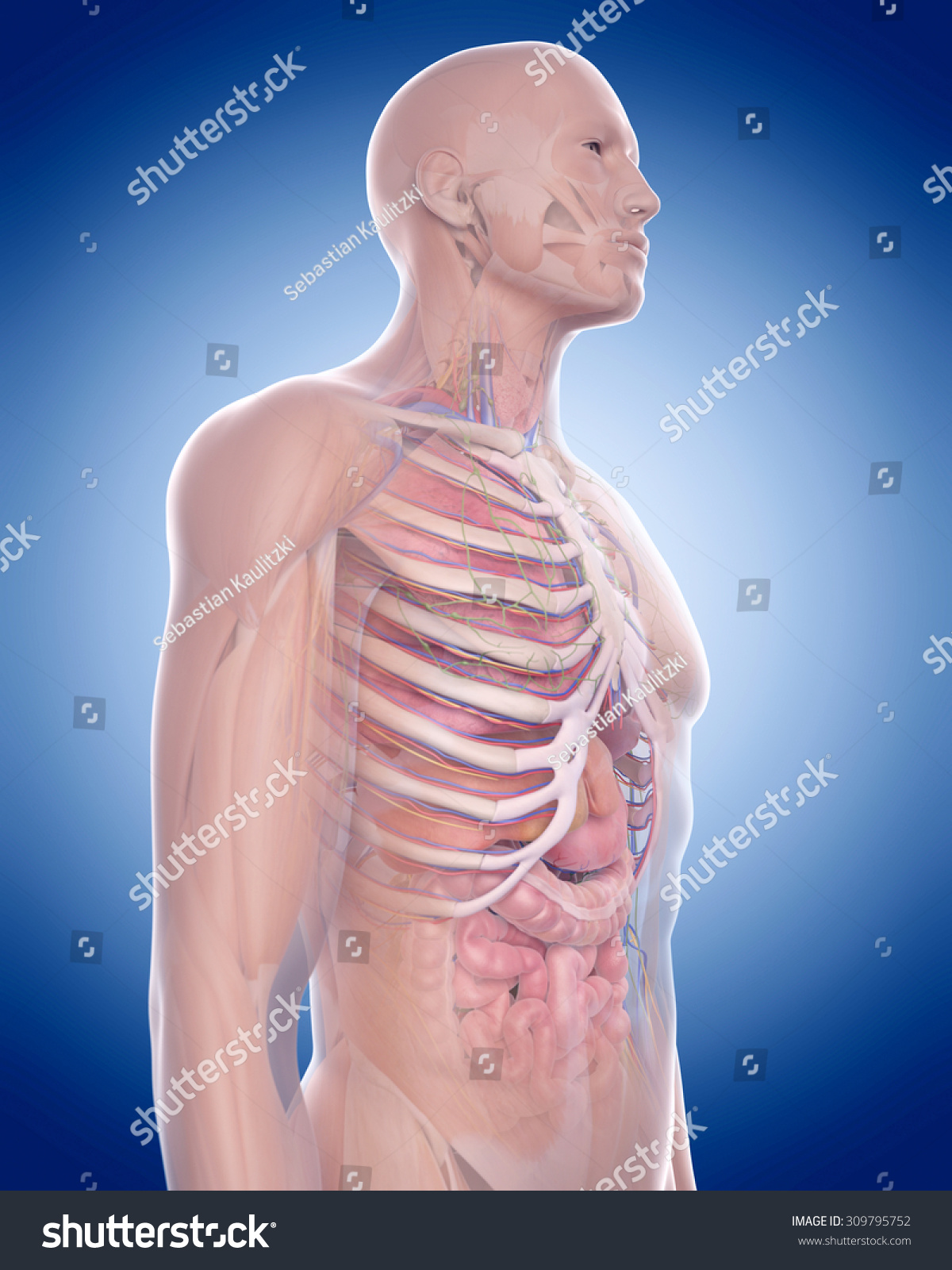 Medically Accurate Illustration Thorax Anatomy Stock Illustration ...