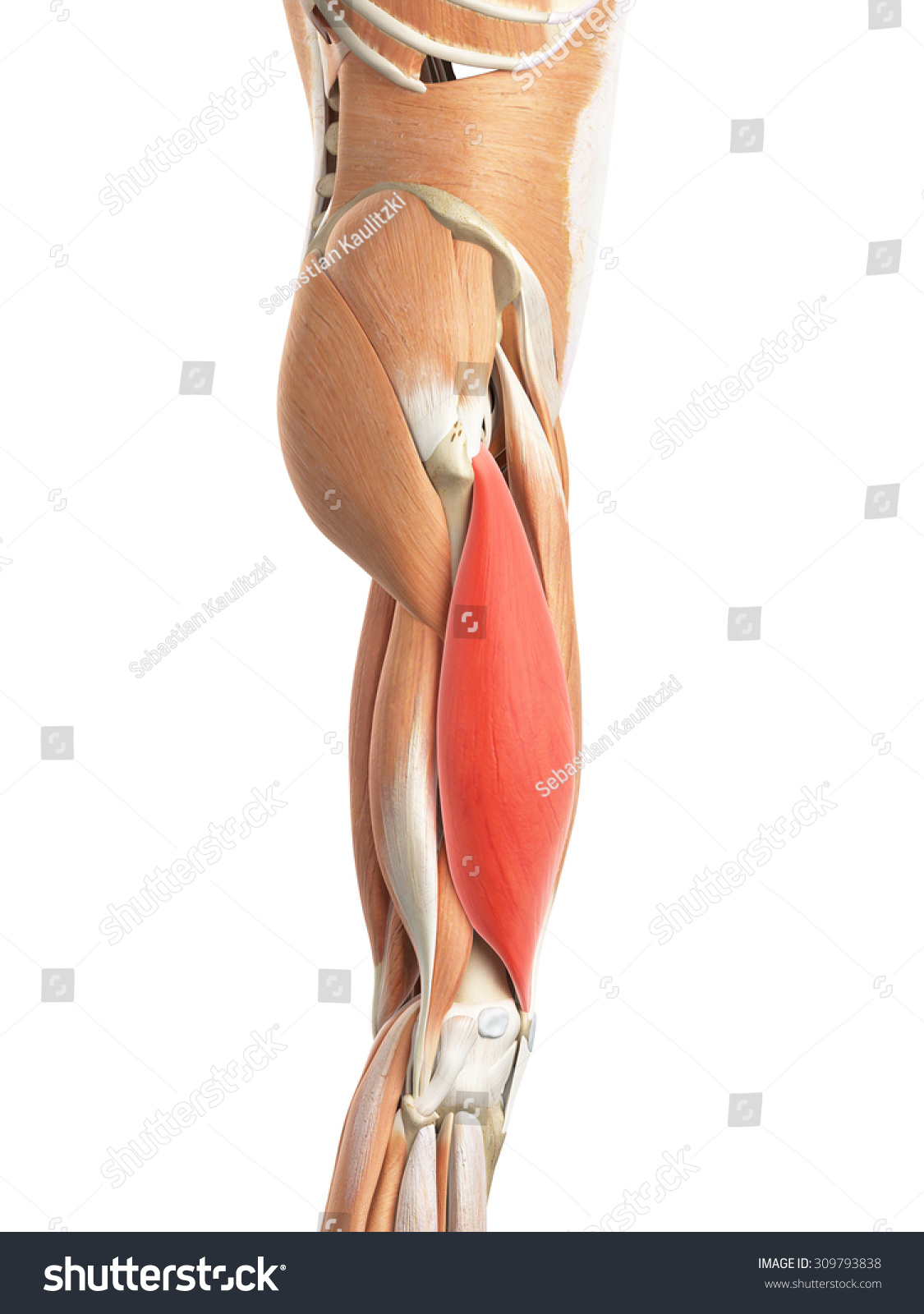 Ilustraci N M Dicamente Exacta Del Vastus Lateralis Ilustraci N De Stock Shutterstock