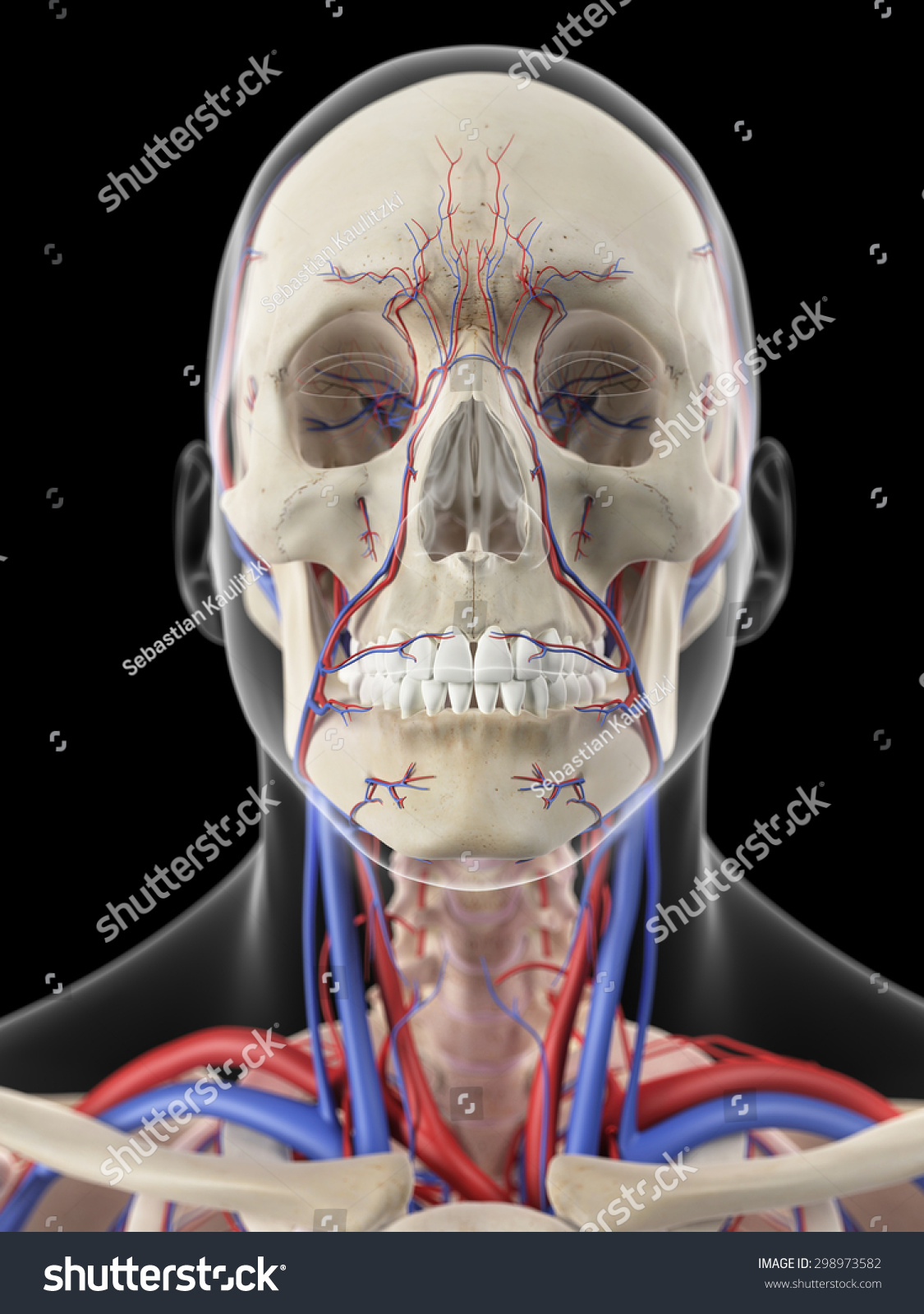 Medically Accurate Illustration Veins Arteries Head Stock Illustration 