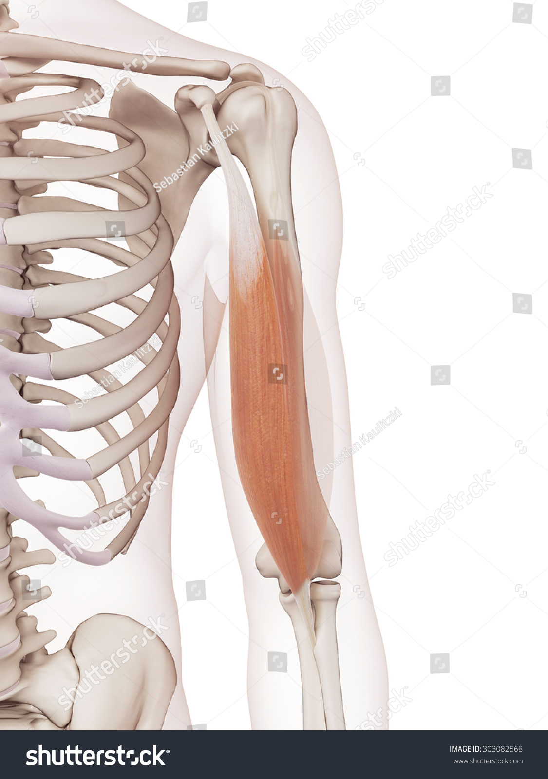 50 Biceps brachii short head Images, Stock Photos & Vectors | Shutterstock