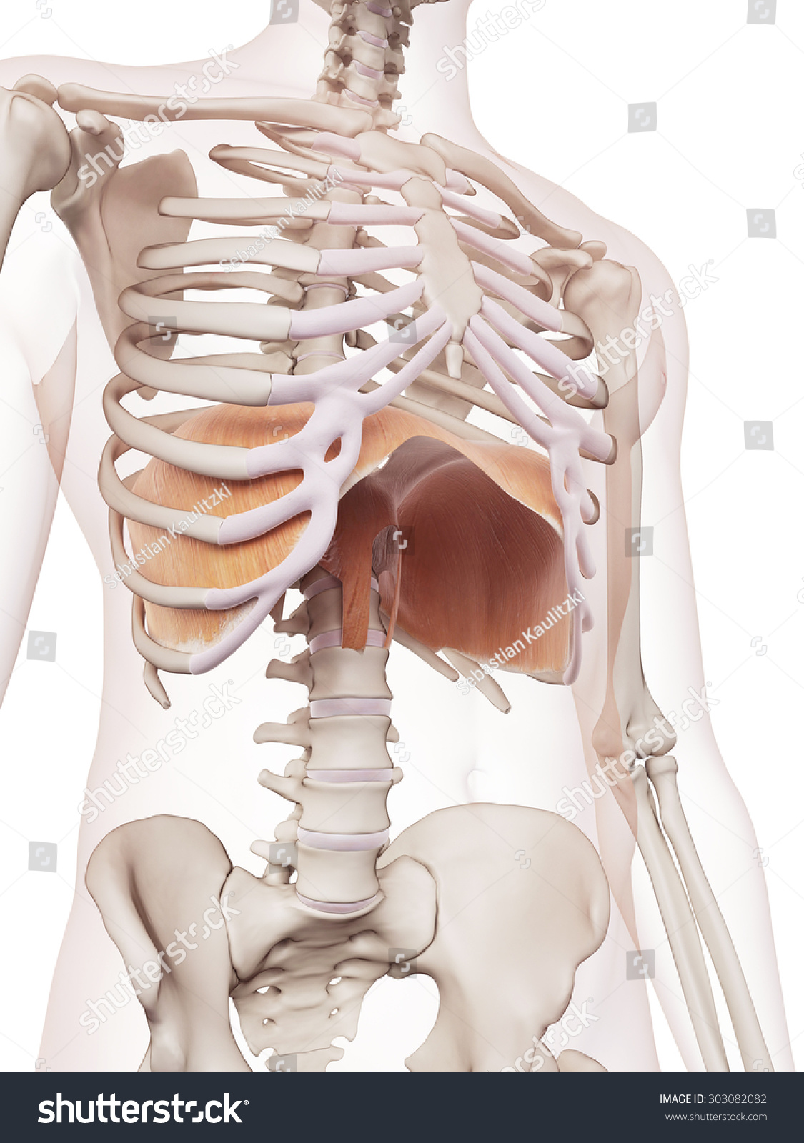 Medically Accurate Muscle Illustration Of The Diaphragm - 303082082