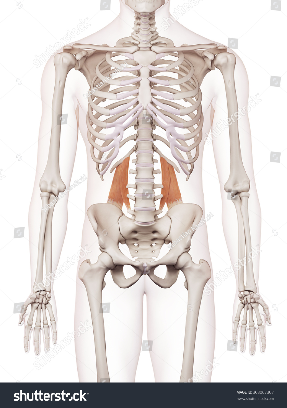 Quadratus Lumborum Muscle Musculus Quadratus Lumborum