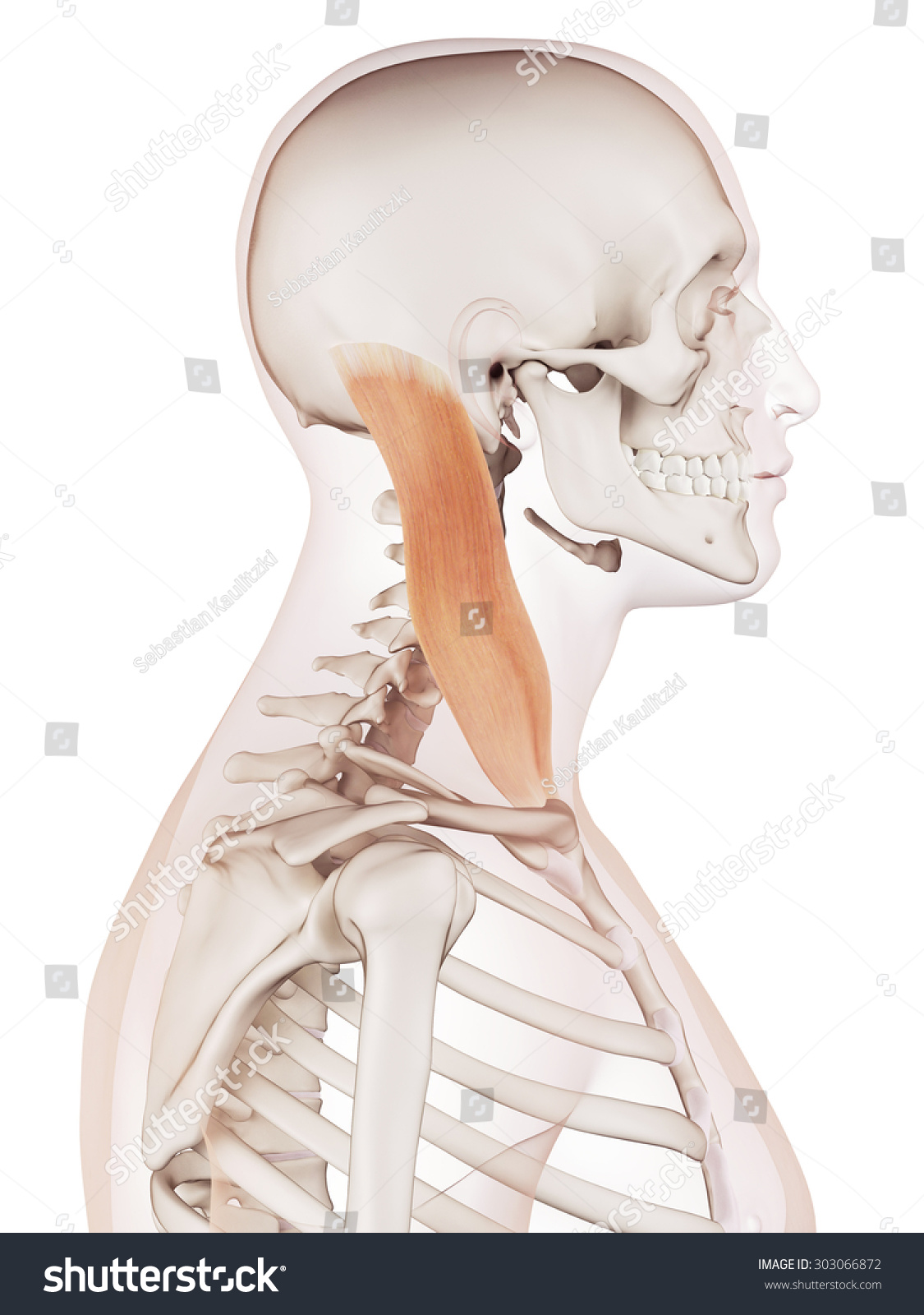 Medically Accurate Muscle Illustration Sternocleidomastoid Stock ...