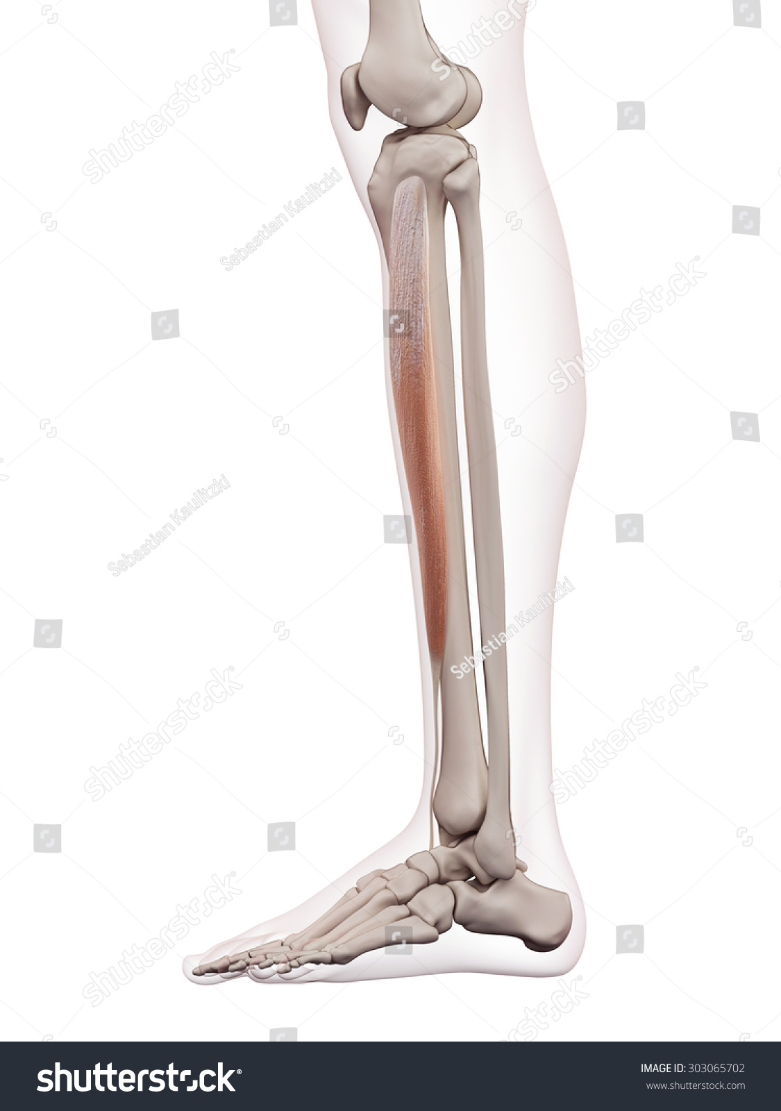 Medically Accurate Muscle Illustration Tibialis Anterior Stock ...