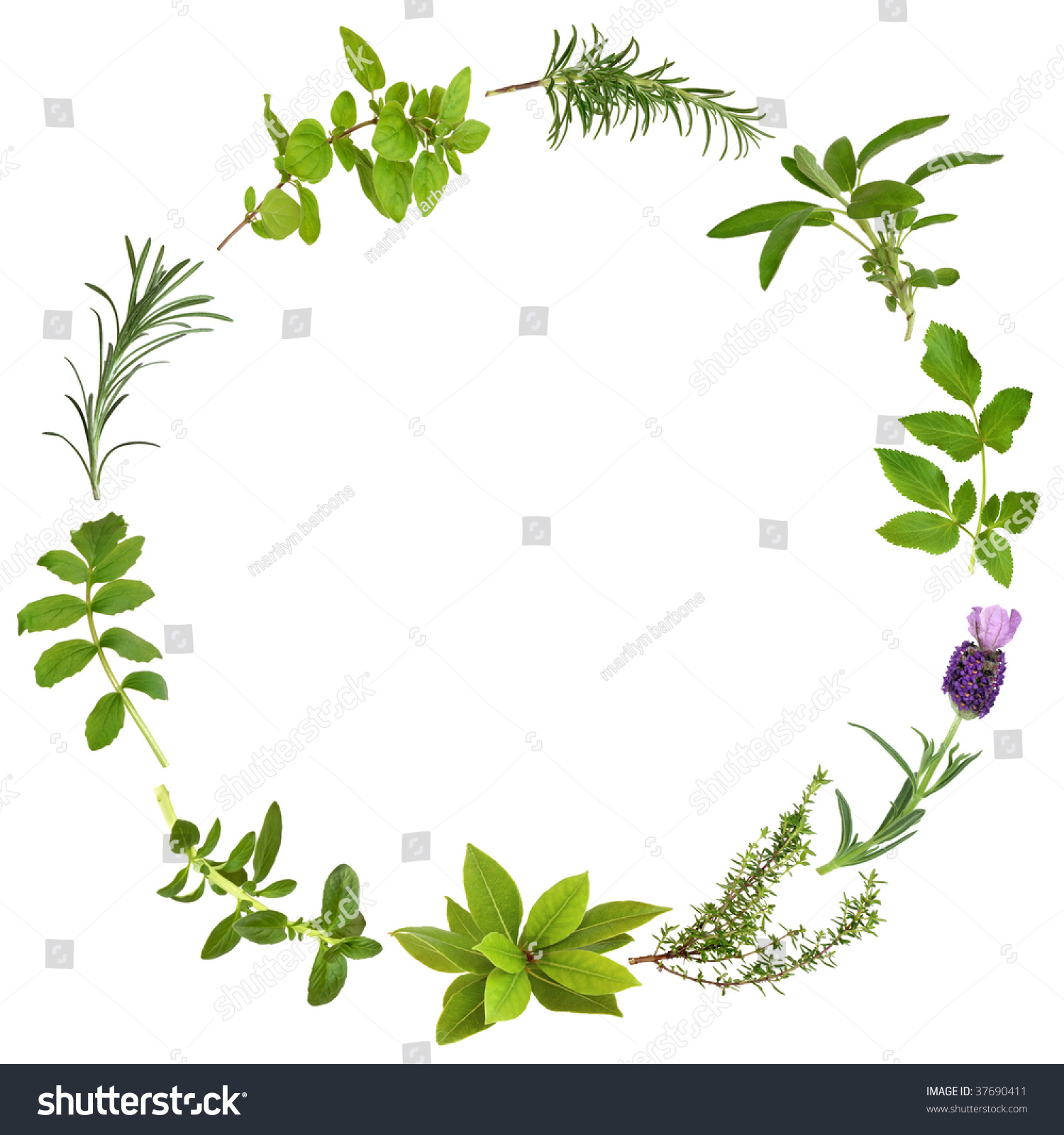 Medicinal And Culinary Herbs In An Abstract Circular Design, Over White ...