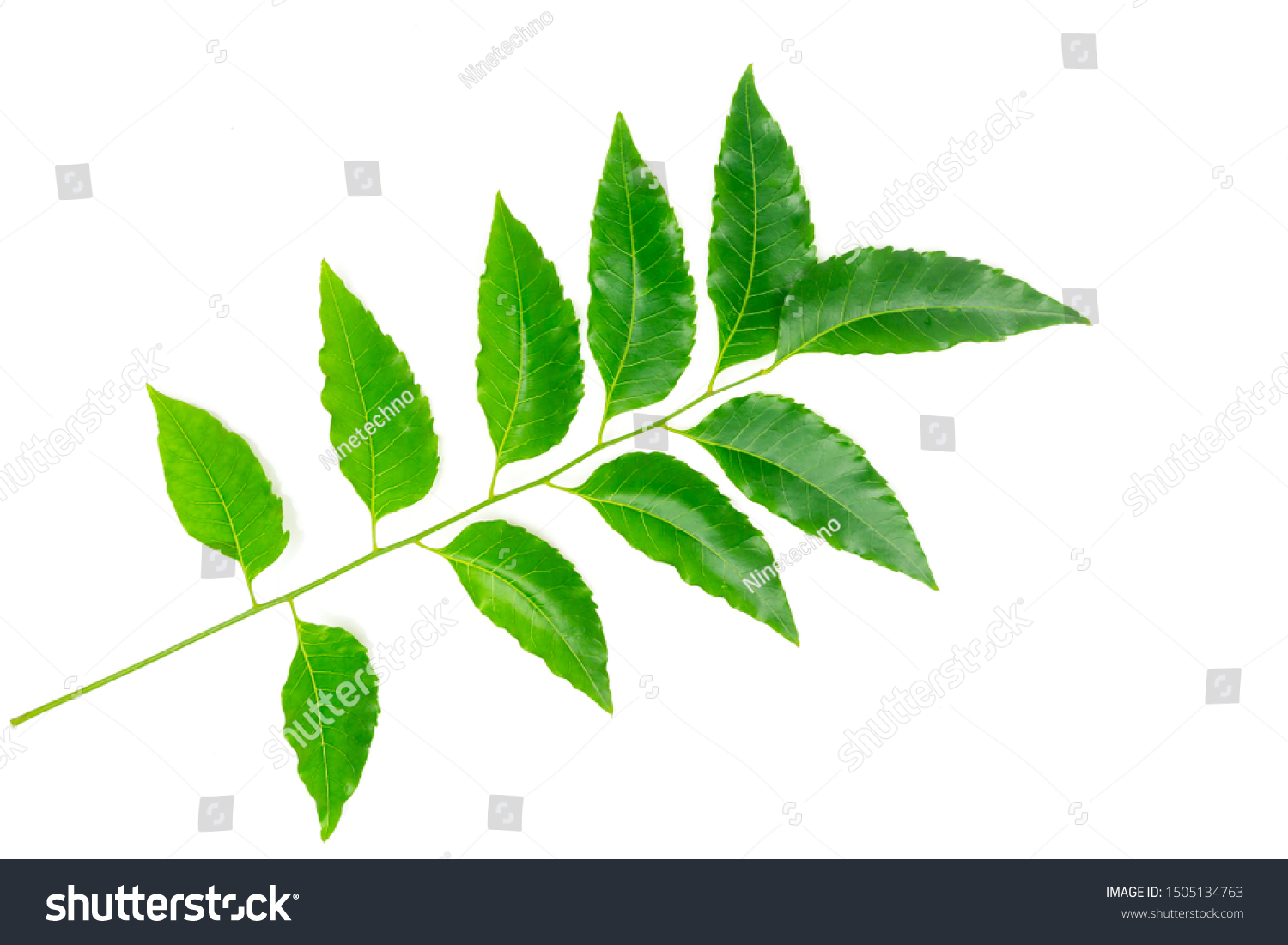 Medicinal Neem Leaf Isolated On White Stock Photo 1505134763 | Shutterstock