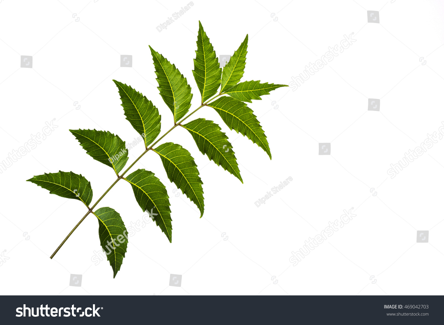 Medicinal Neem Leaf On White Background Stock Photo 469042703 ...