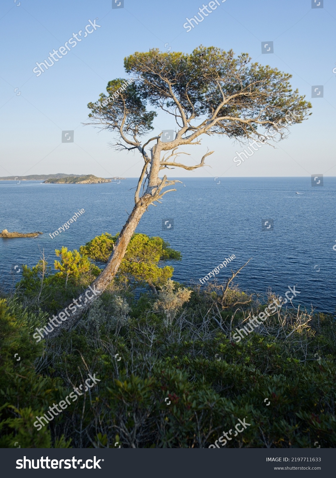 174,146 Mediterranean trees coast Images, Stock Photos & Vectors