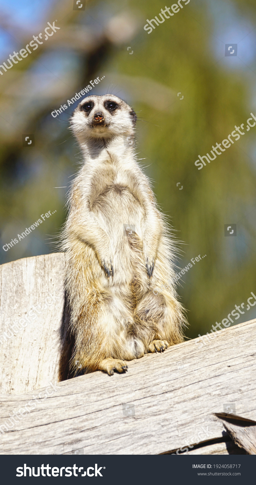 46 868件の ミーアキャット の画像 写真素材 ベクター画像 Shutterstock