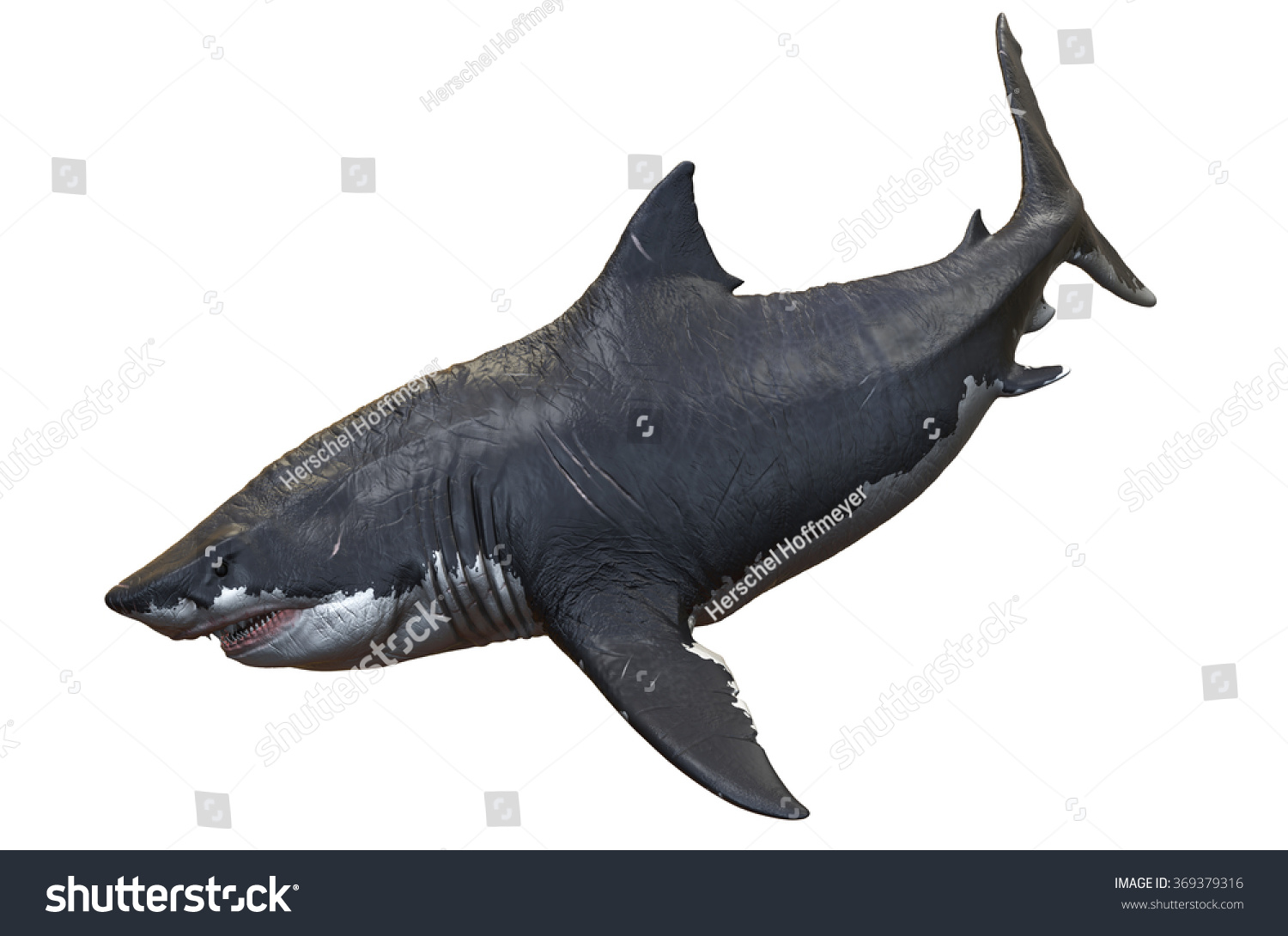 Megalodon Stock Photo 369379316 : Shutterstock