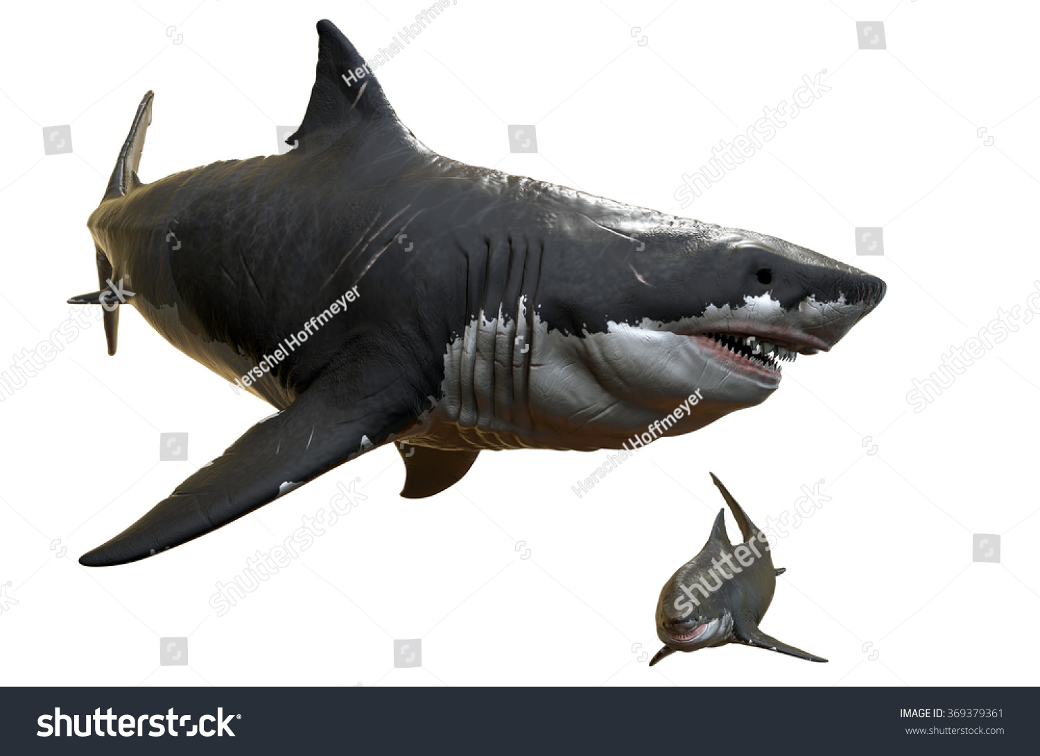 Megalodon Stock Illustration 369379361