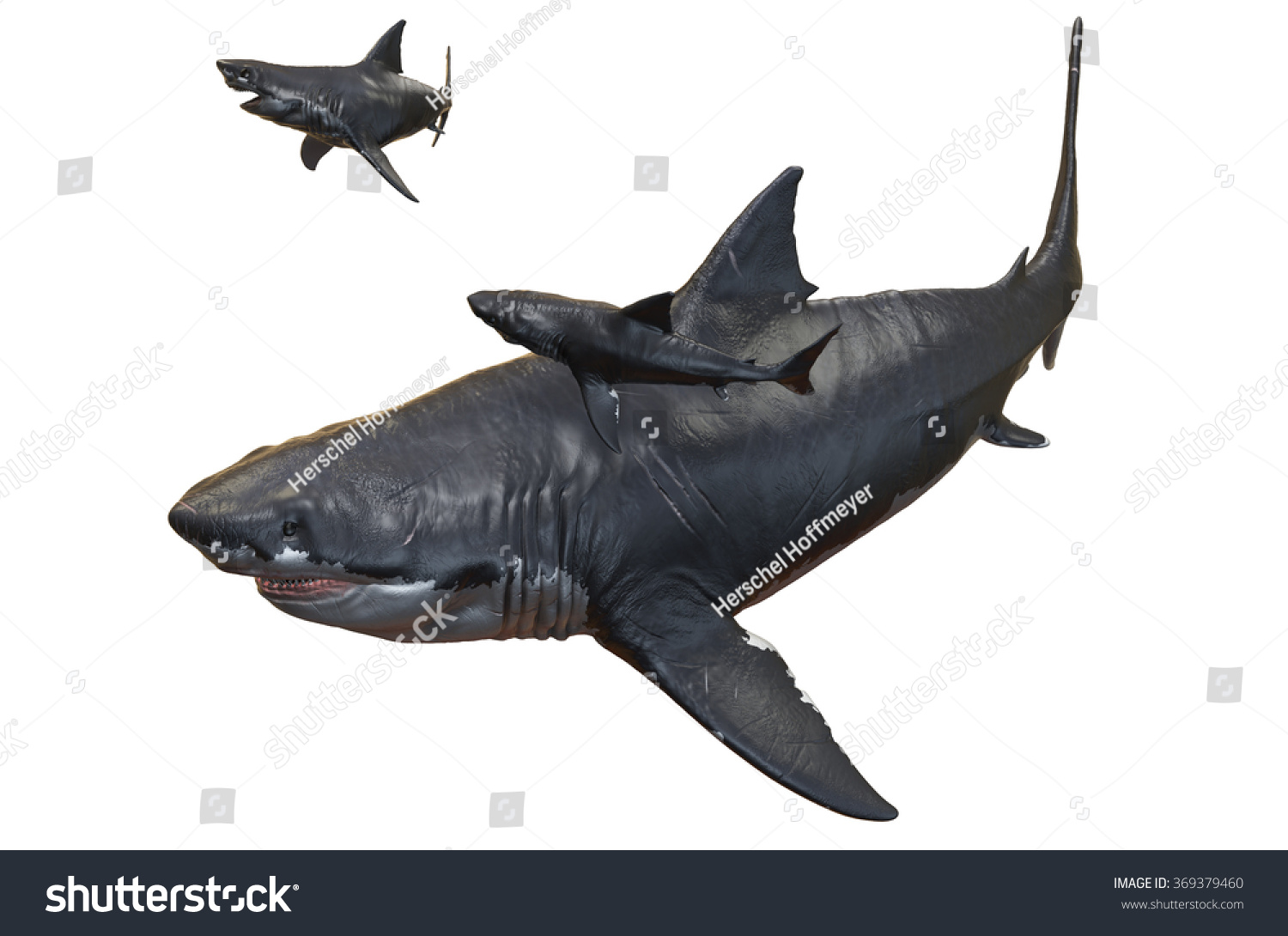 Megalodon Stock Illustration 369379460 - Shutterstock