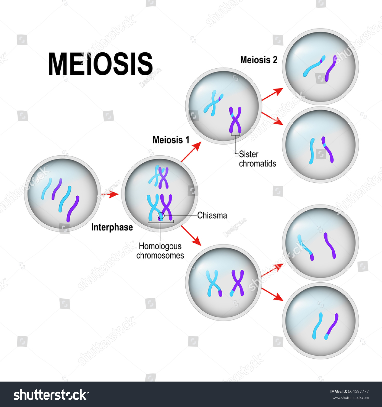 Meiosis Cell Division Interphase Illustration Labeled ...