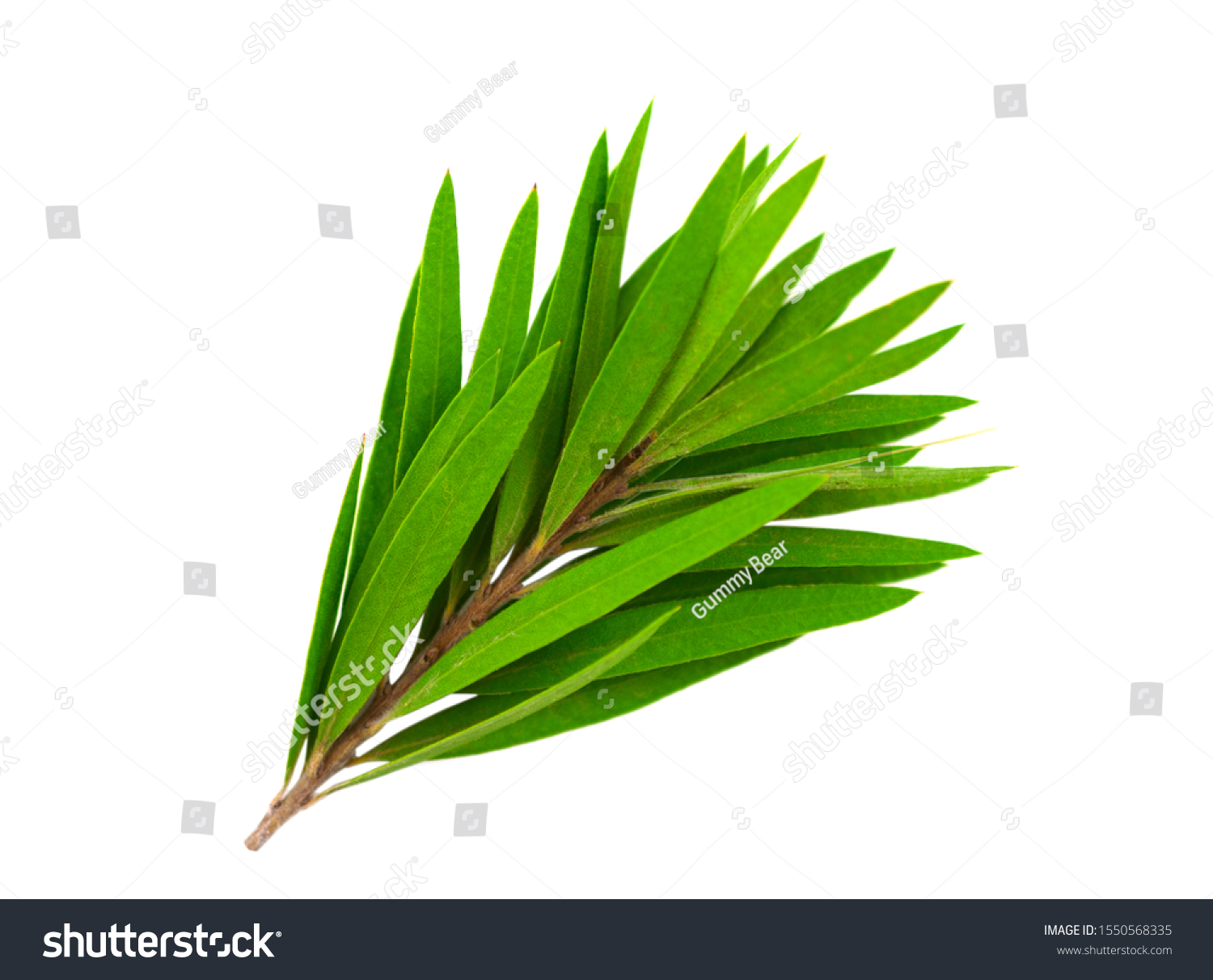 Melaleuca leaves Images, Stock Photos & Vectors | Shutterstock