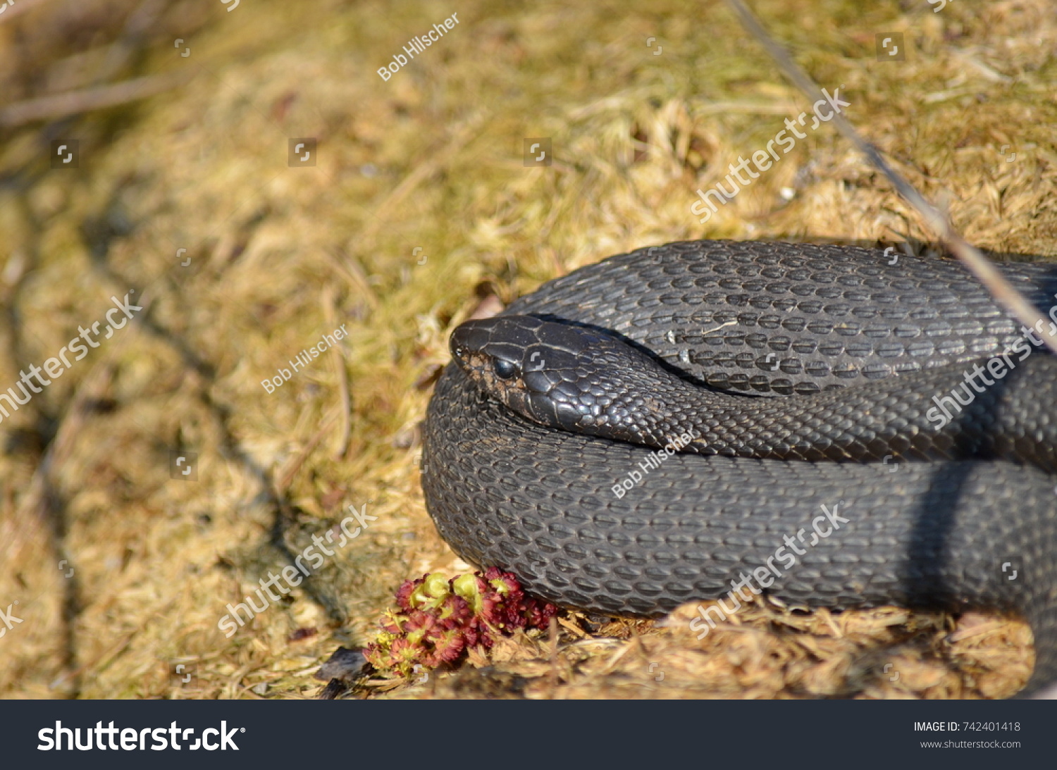 Melanistic Eastern Garter Snake In Natural Habitat Melanistic Eastern Garter Snake In Natural Habitat