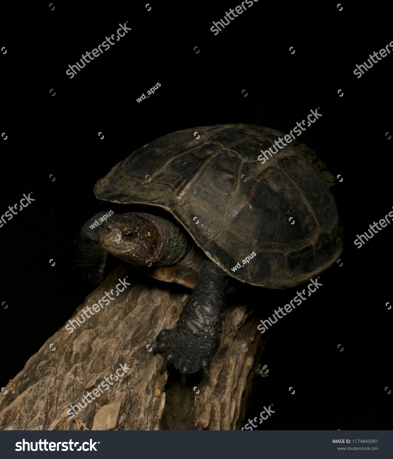 Melanochelys Trijuga Thermalis Indian Black Turtle の写真素材 今すぐ編集