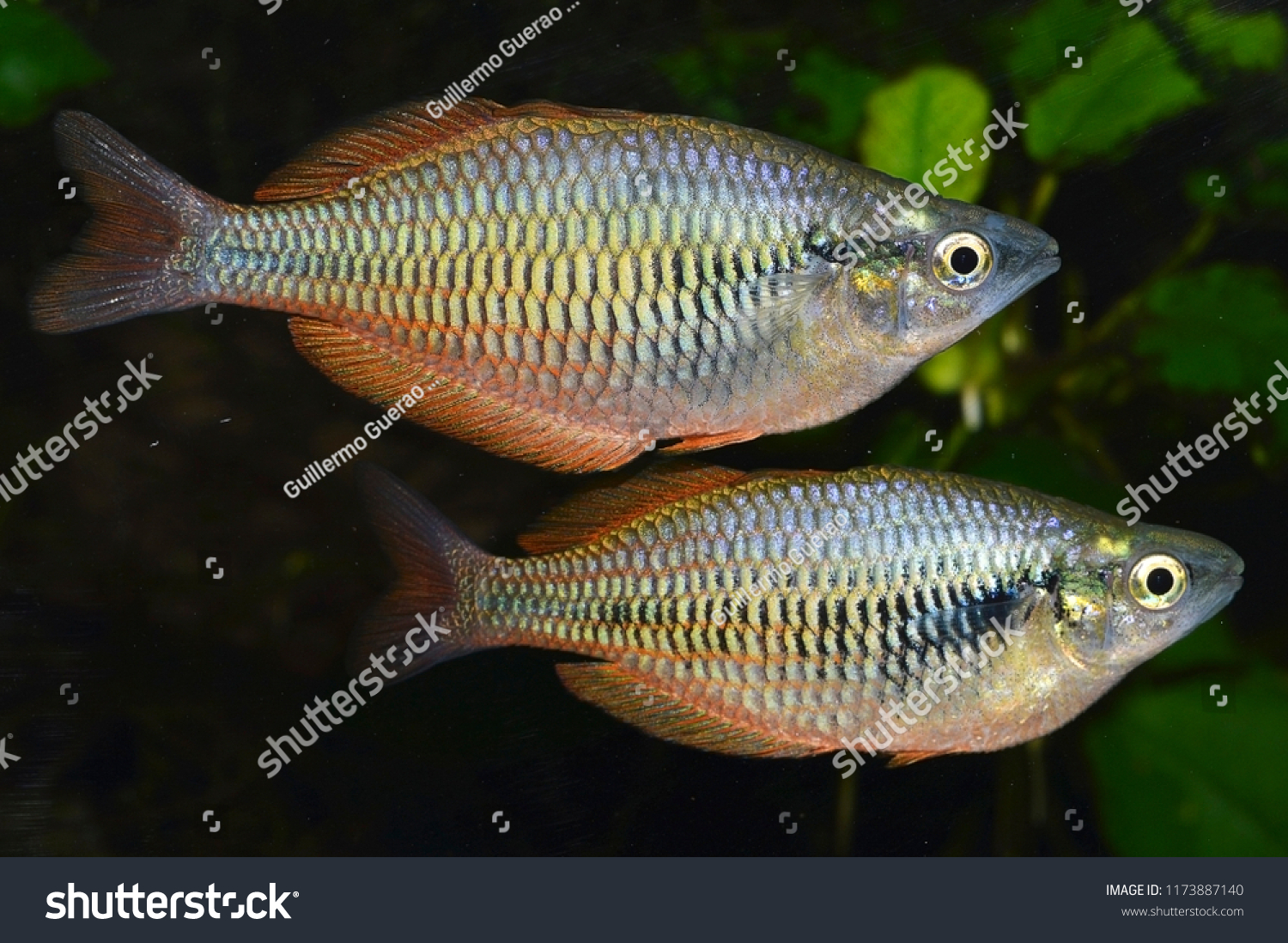 Melanotaenia Parva Lake Kurumoi Rainbowfish Species Stock Photo (Edit