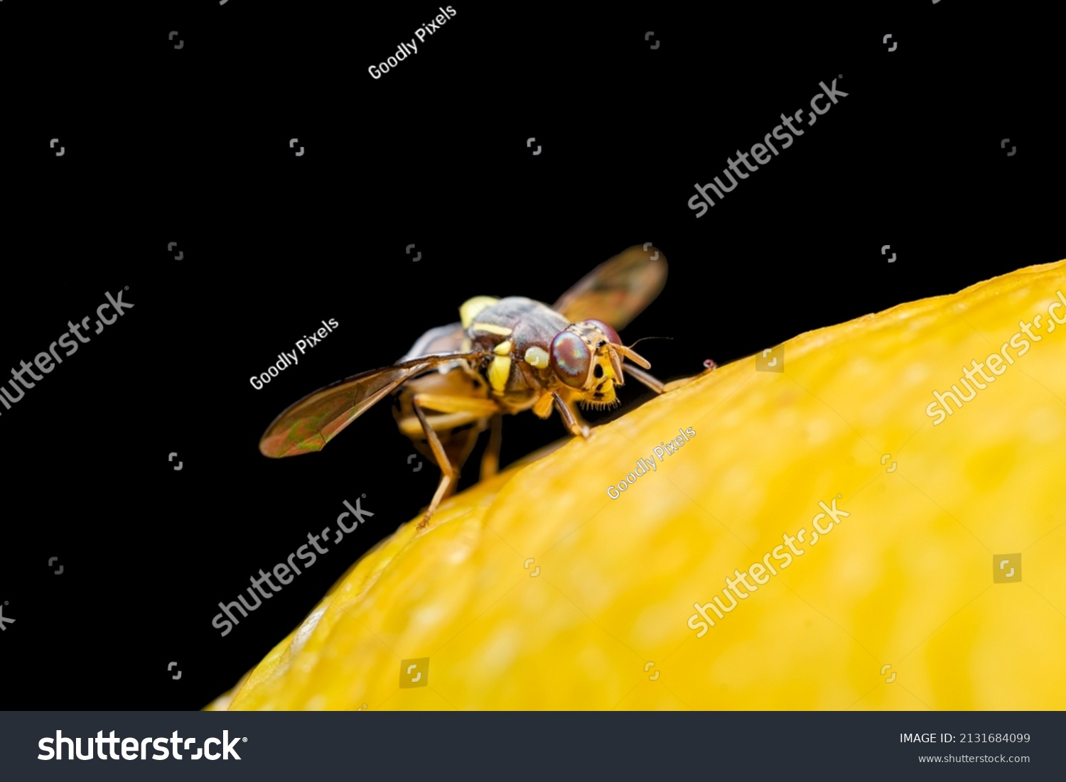 Melon Fruit Fly On Surface Mango Stock Photo 2131684099 Shutterstock